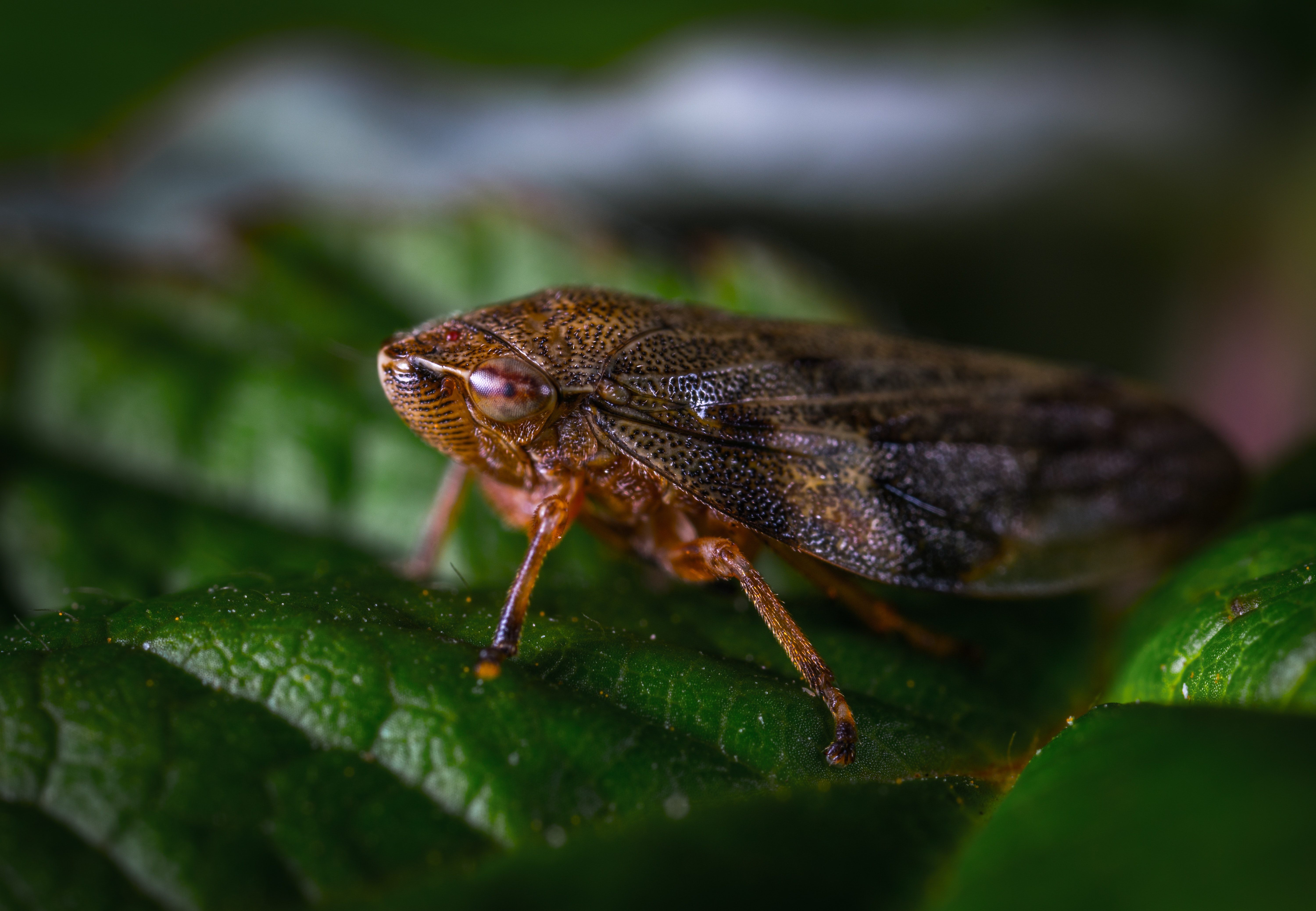 Close-up Photography Of Insect · Free Stock Photo