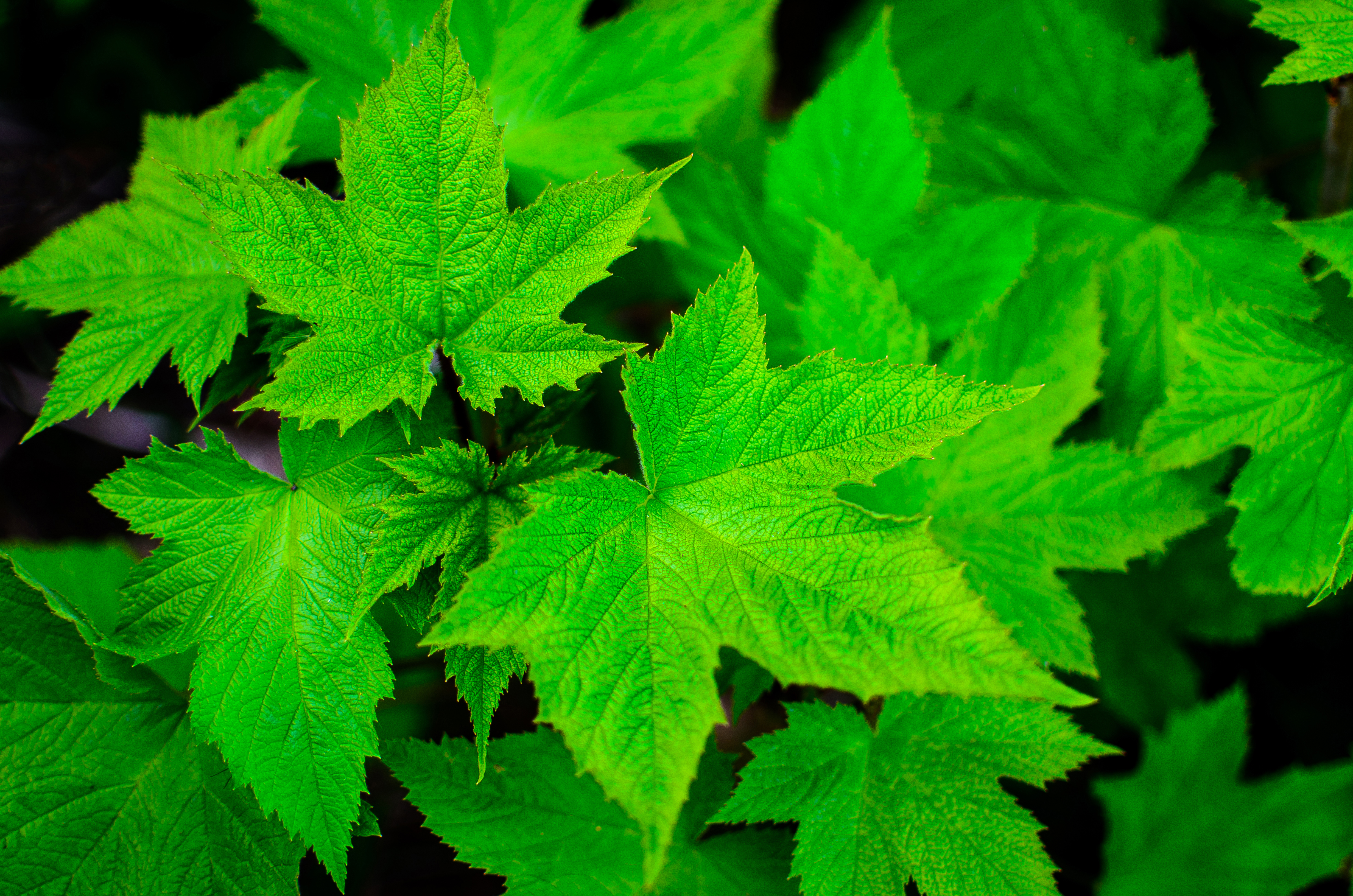 Close Up, Aromatic, Close, Green, Leaf, HQ Photo