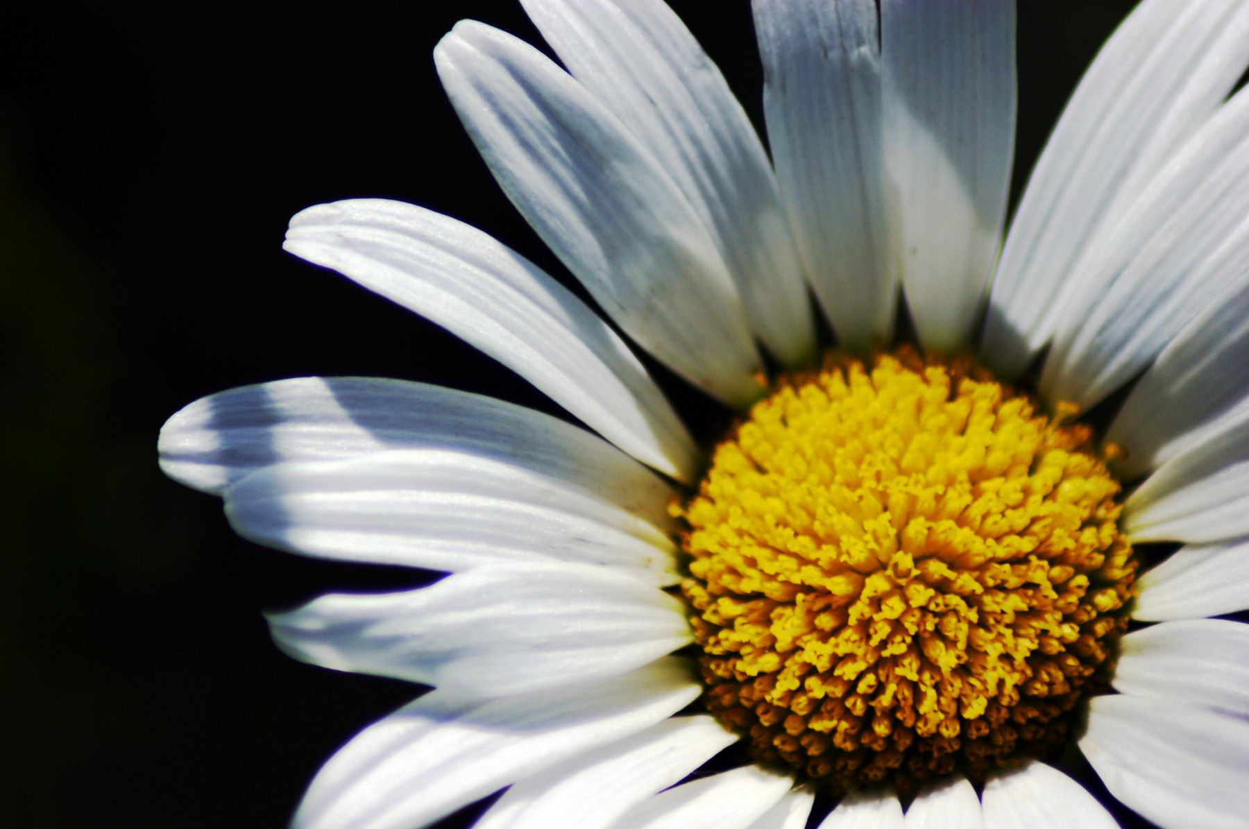 white daisy | white daisy closeup « Better Living in Sobriety ...
