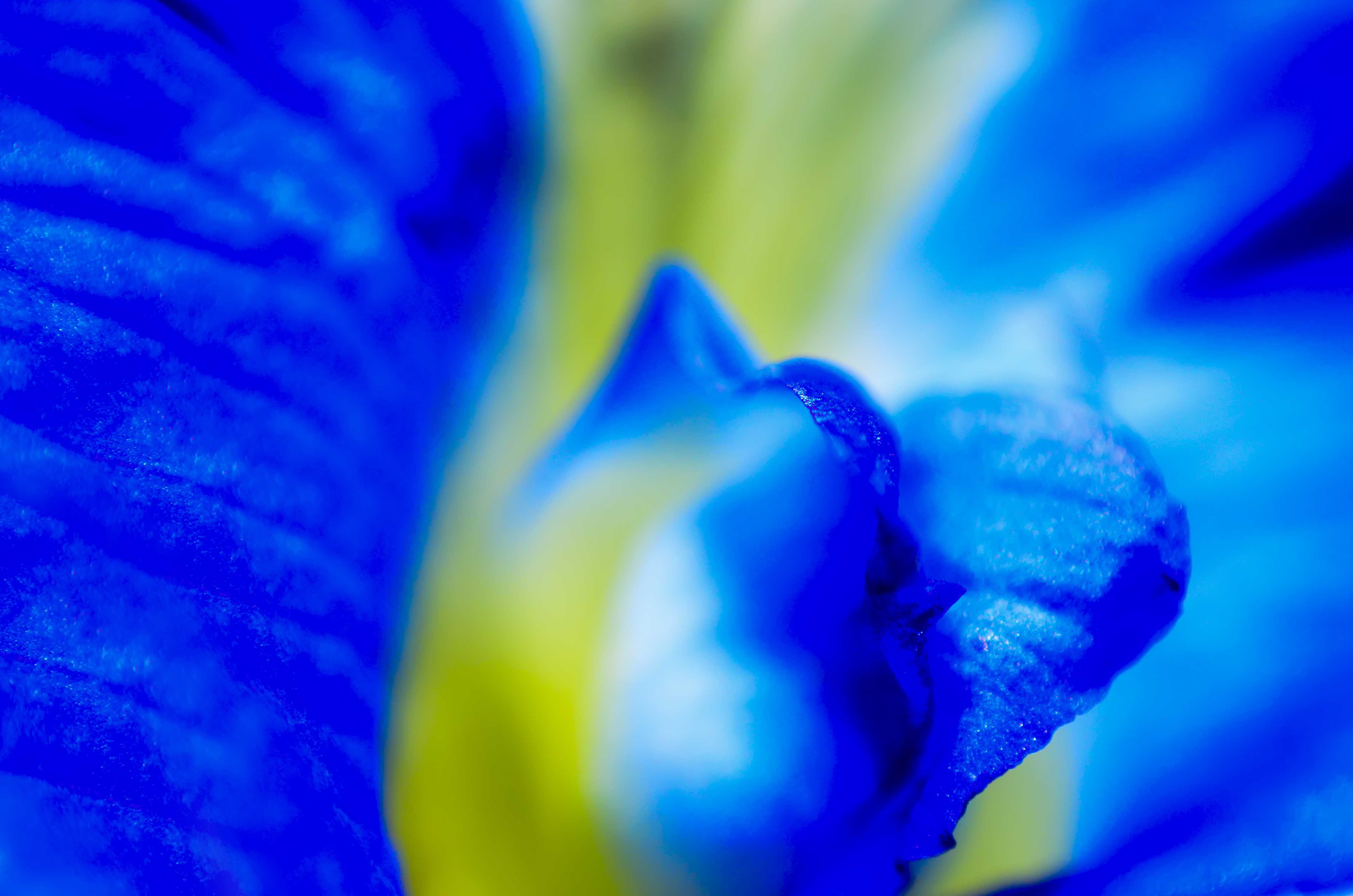 Close up flower petals photo