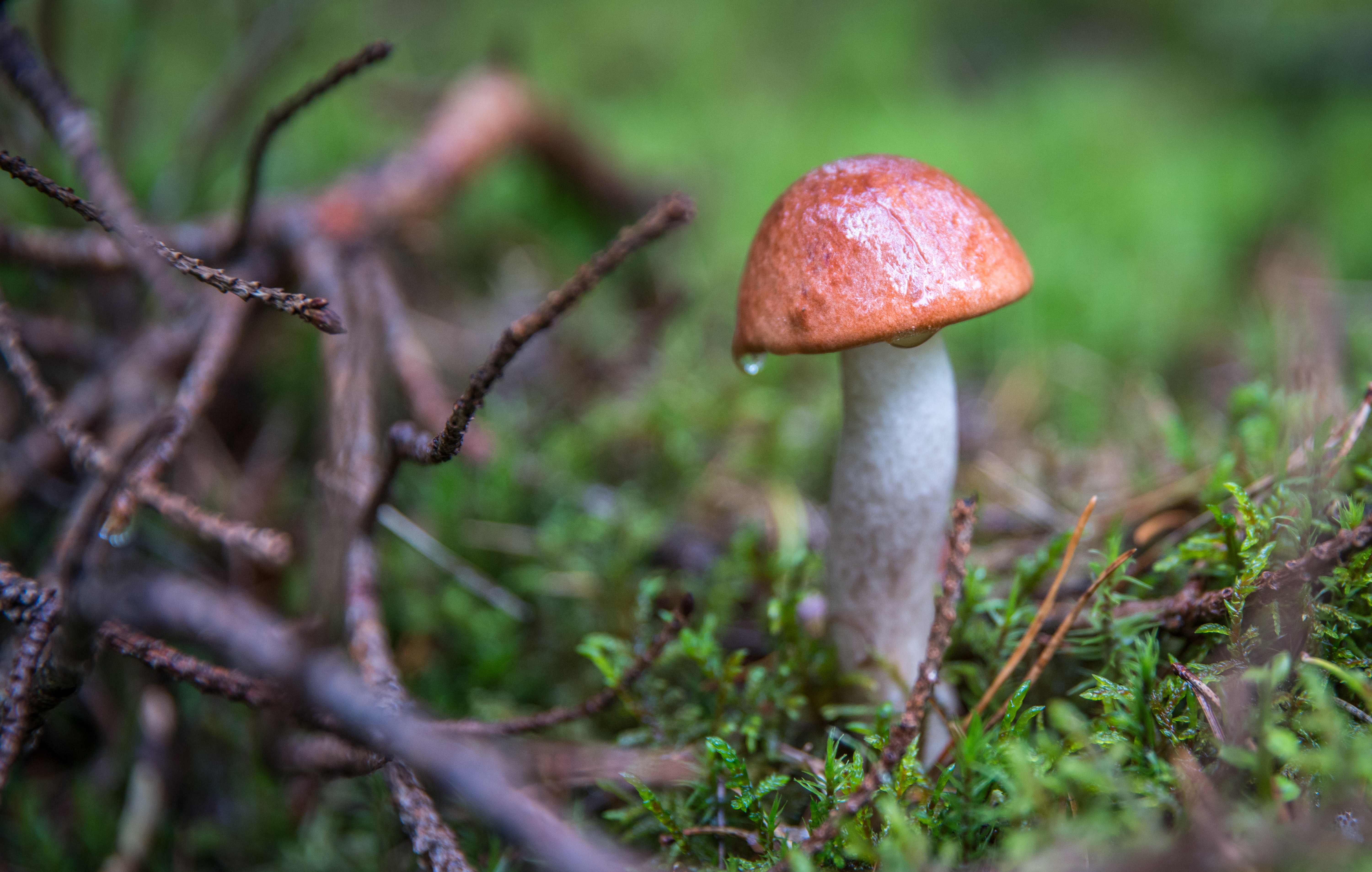 Close Up Focus Photo of a Brown and White Mushroom Beside Tree Branches, Blur, Moss, Wet, Toxic, HQ Photo