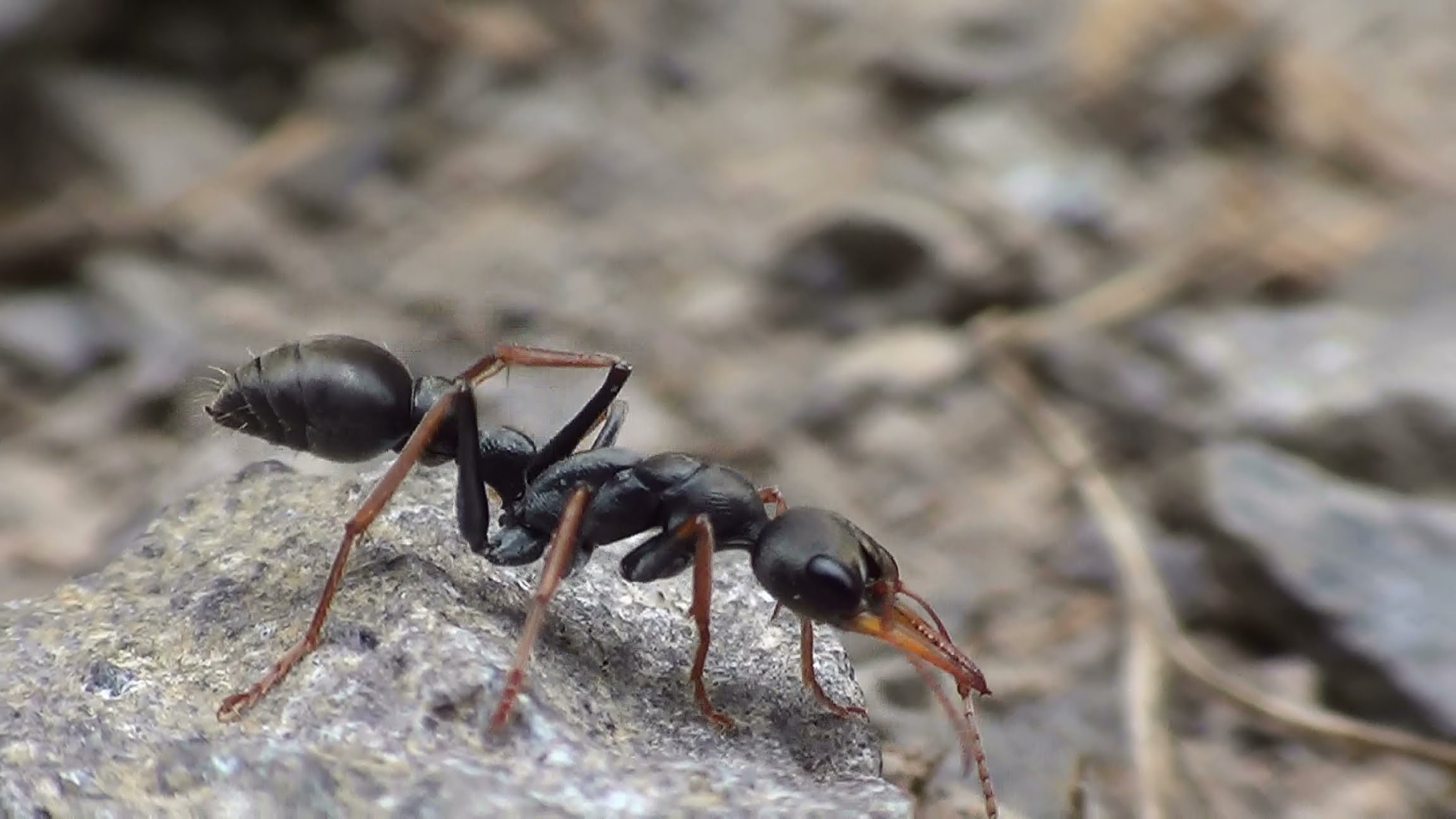 Jack Jumper Ant Nice Close Up Footage - YouTube