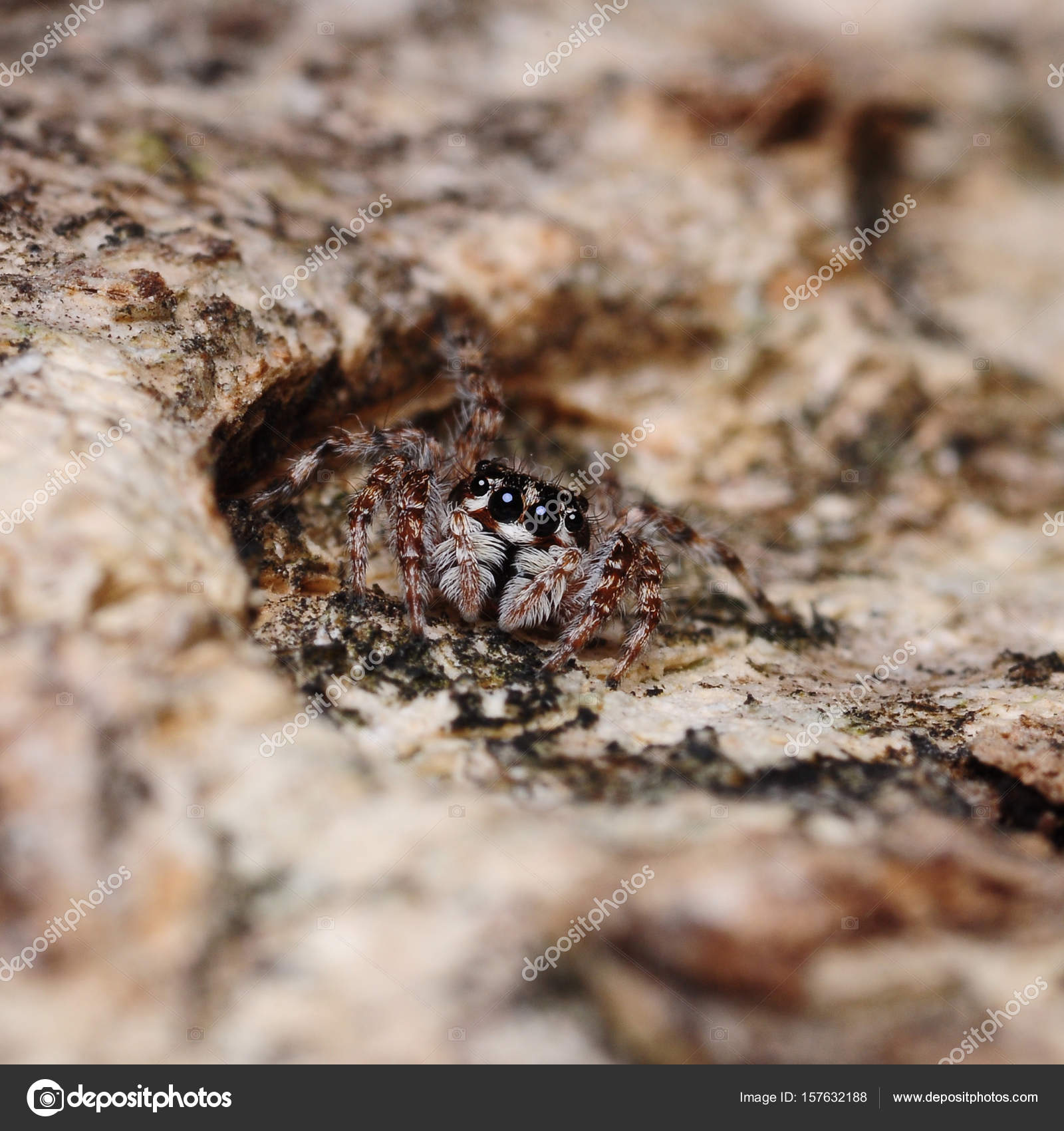 close up of jumper spider — Stock Photo © weradeposit #157632188