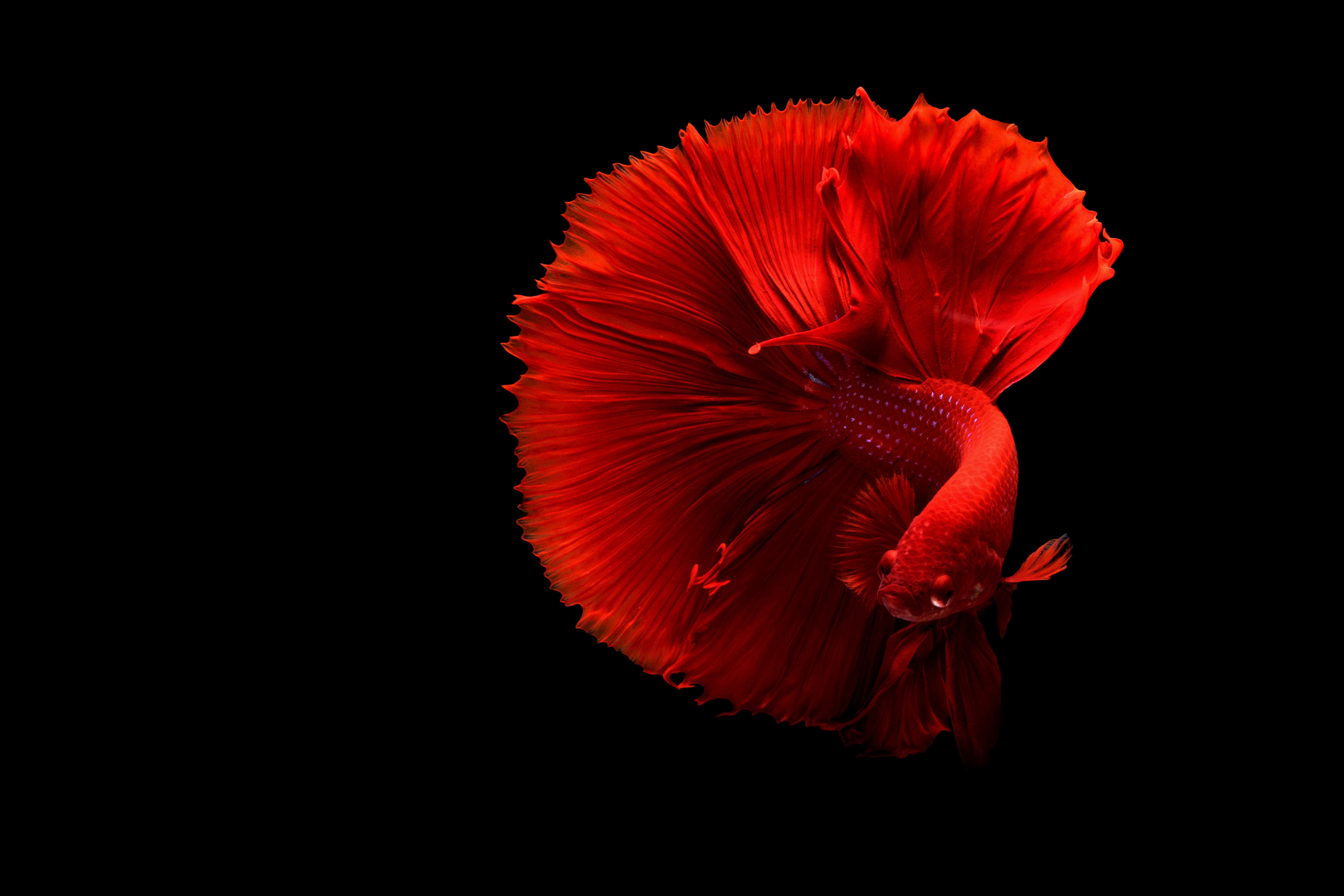 Close-up of a red siamese fighting fish photo