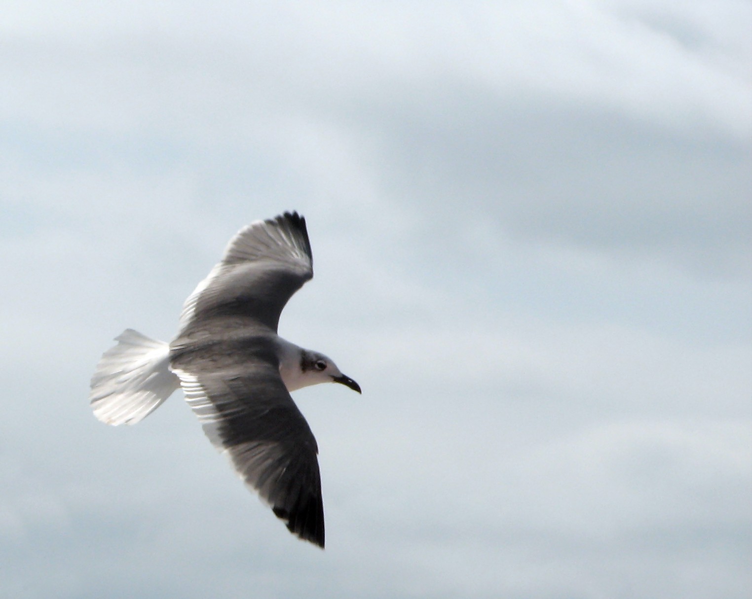 Close-up of a seagull flying photo