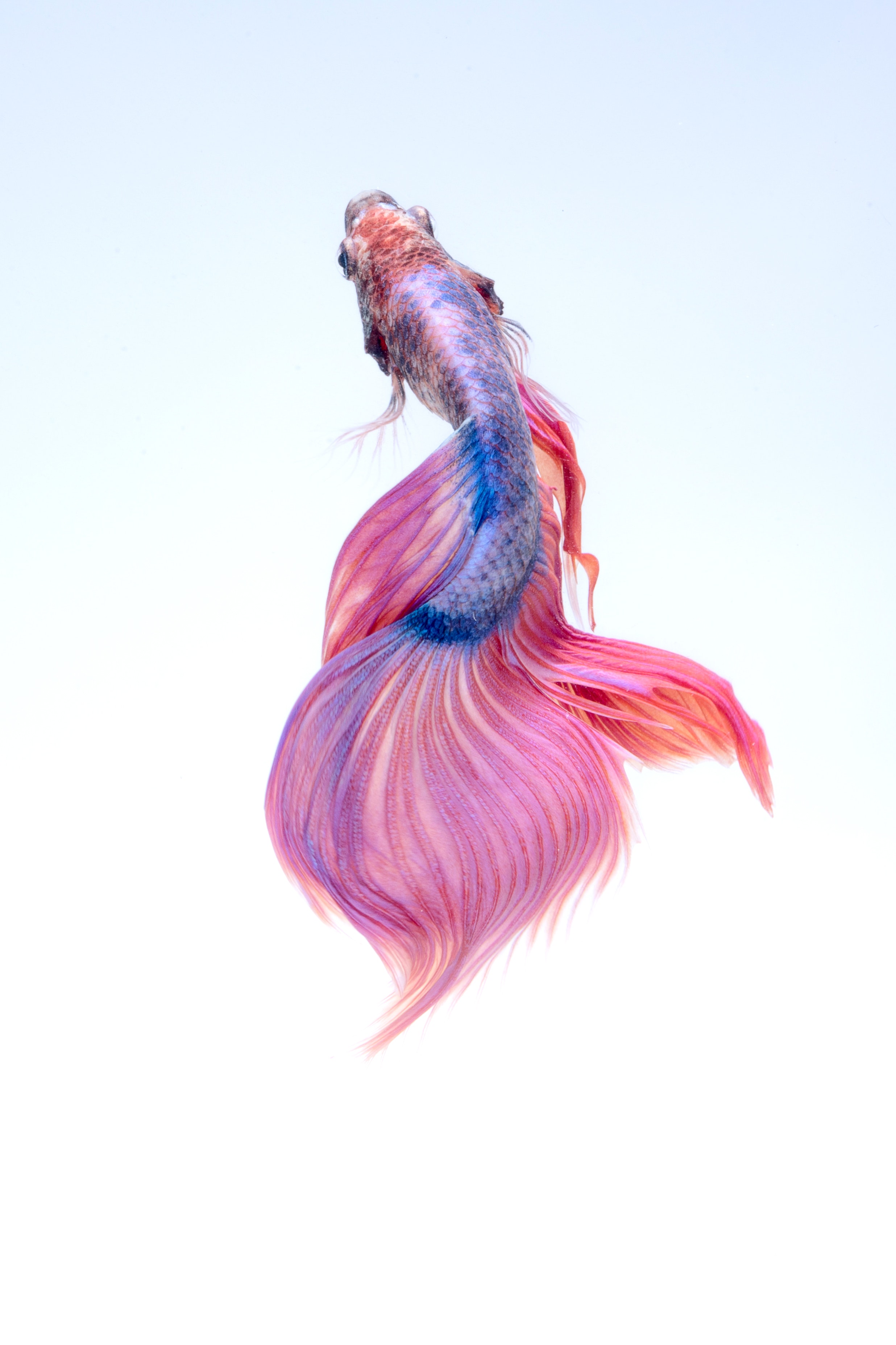 Close-up of a siamese fighting fish photo