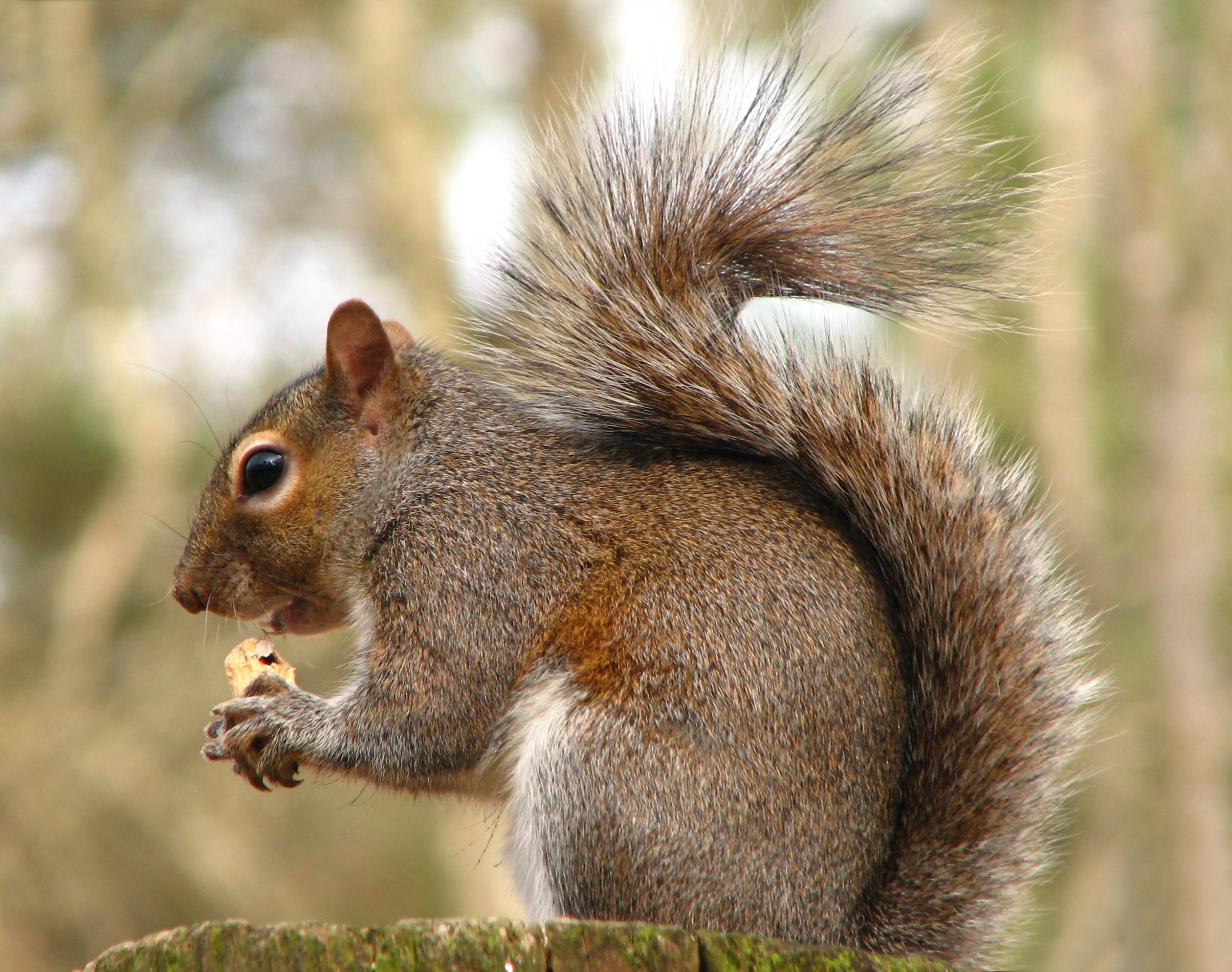 Close-up of a squirrel eating a nut photo