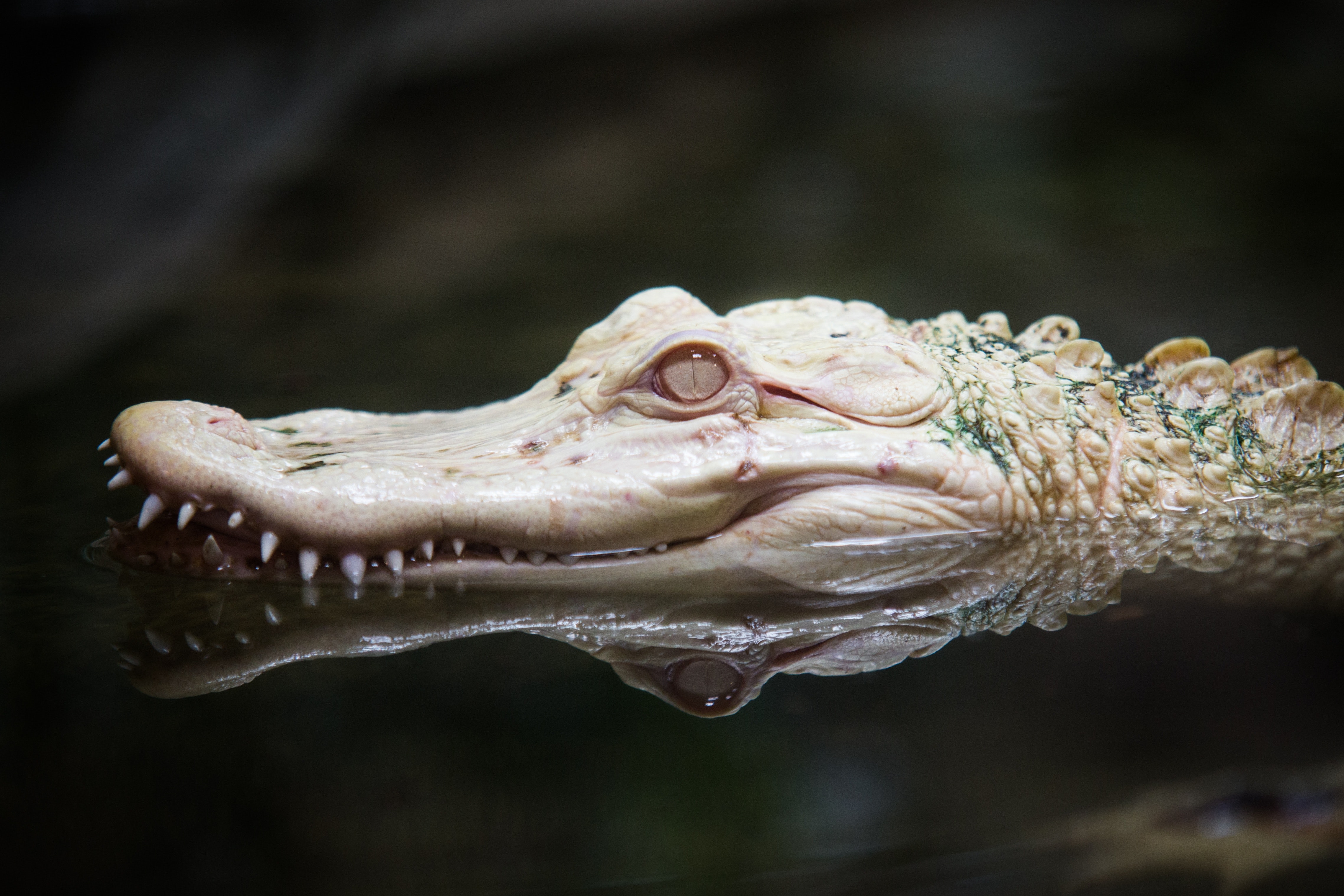 Close up of alligator head photo