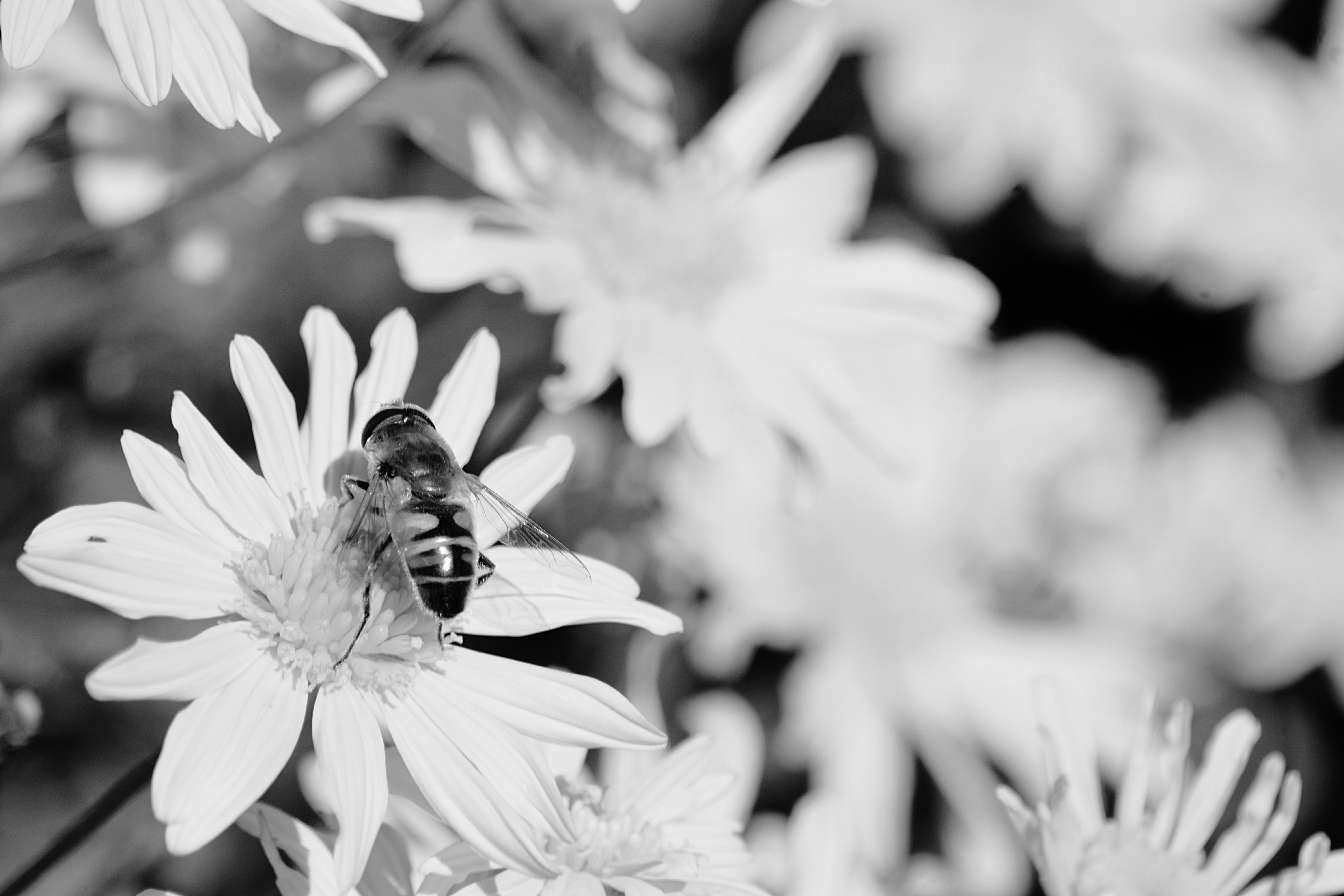 Close-up of Bee on Flower, Beautiful, Growth, Summer, Spring, HQ Photo
