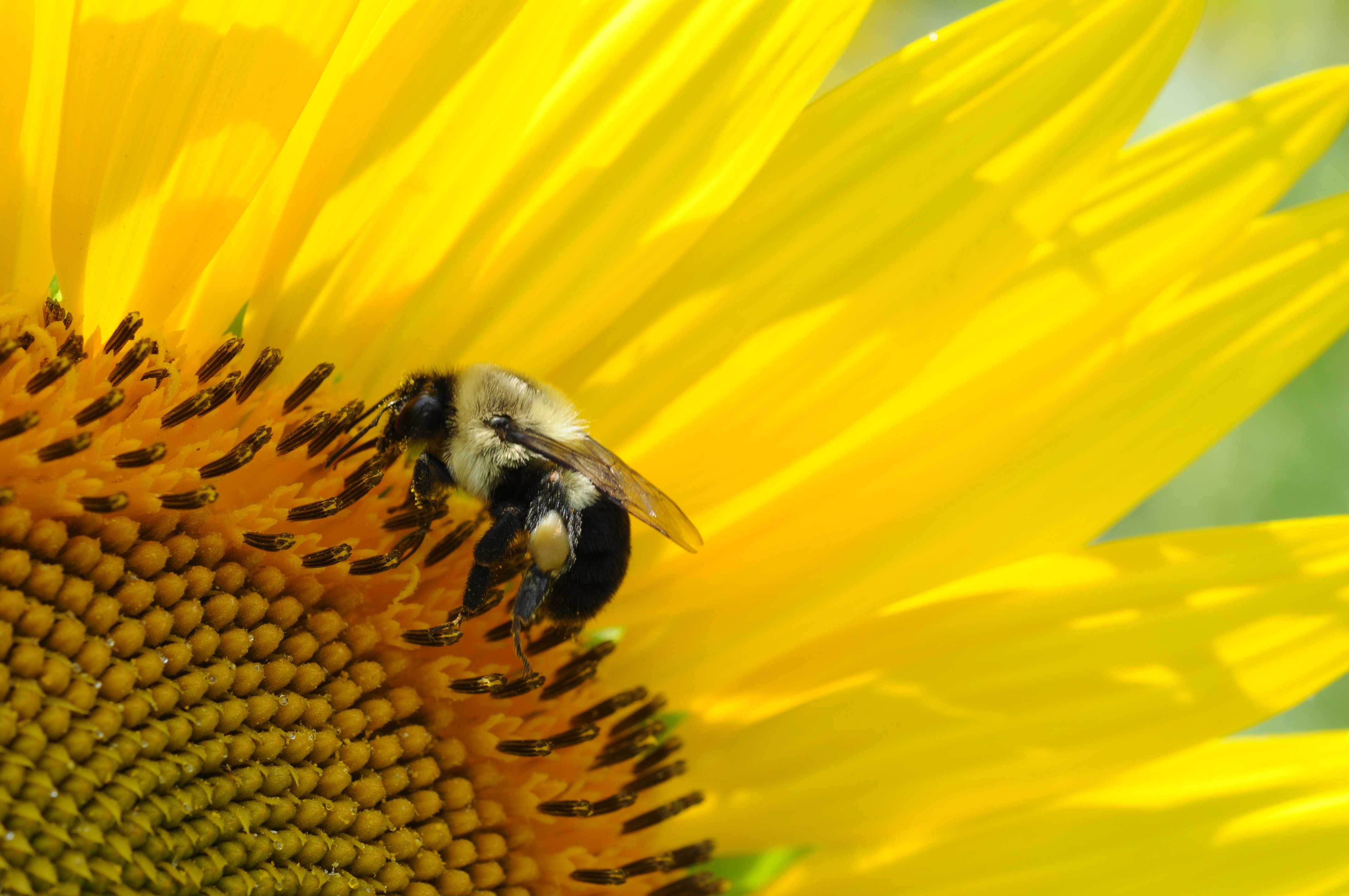 Close-up of Bee on Yellow Flower, Animal, Growth, Sunflower, Summer, HQ Photo