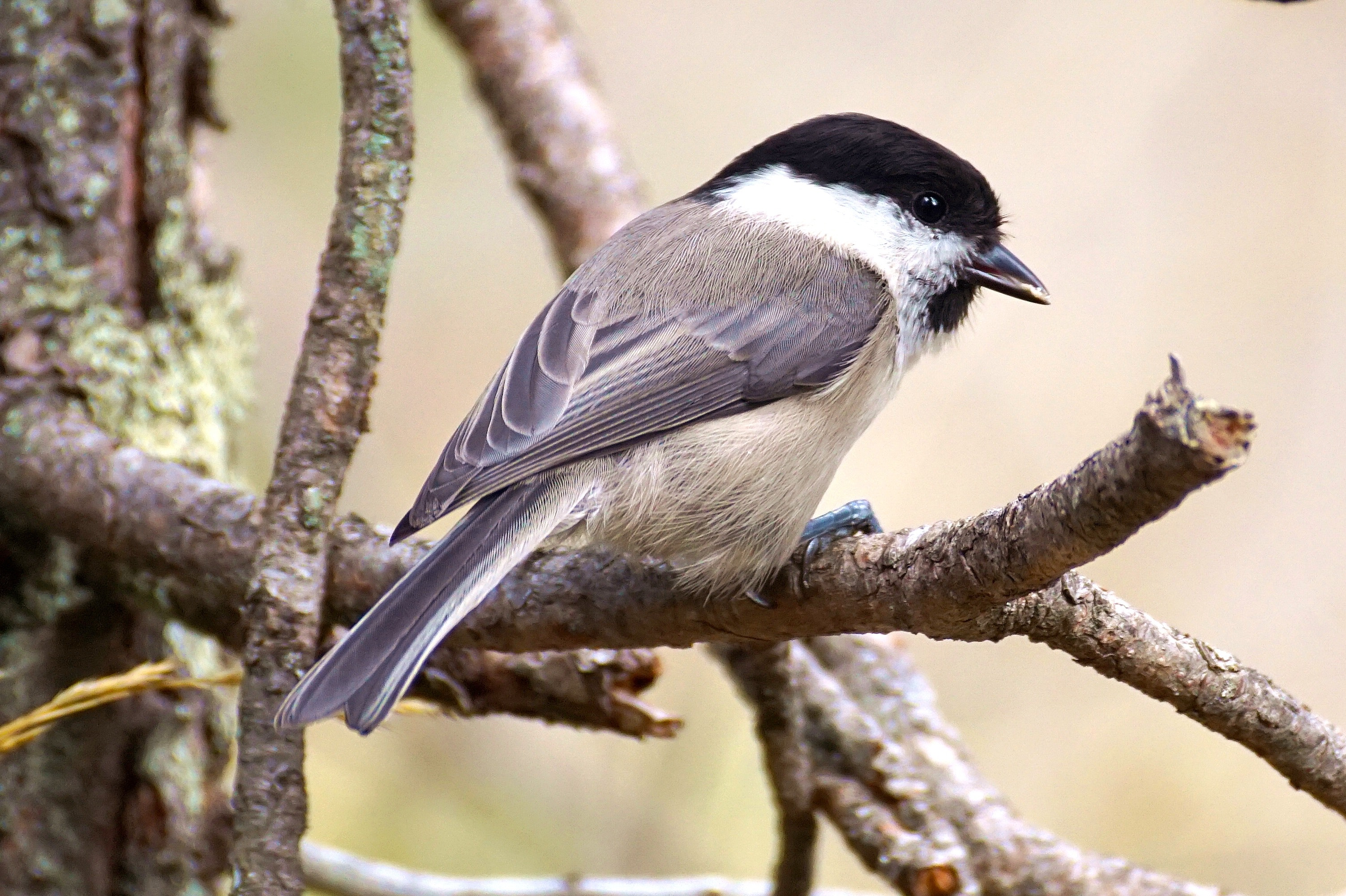 Close-up of bird perching outdoors photo