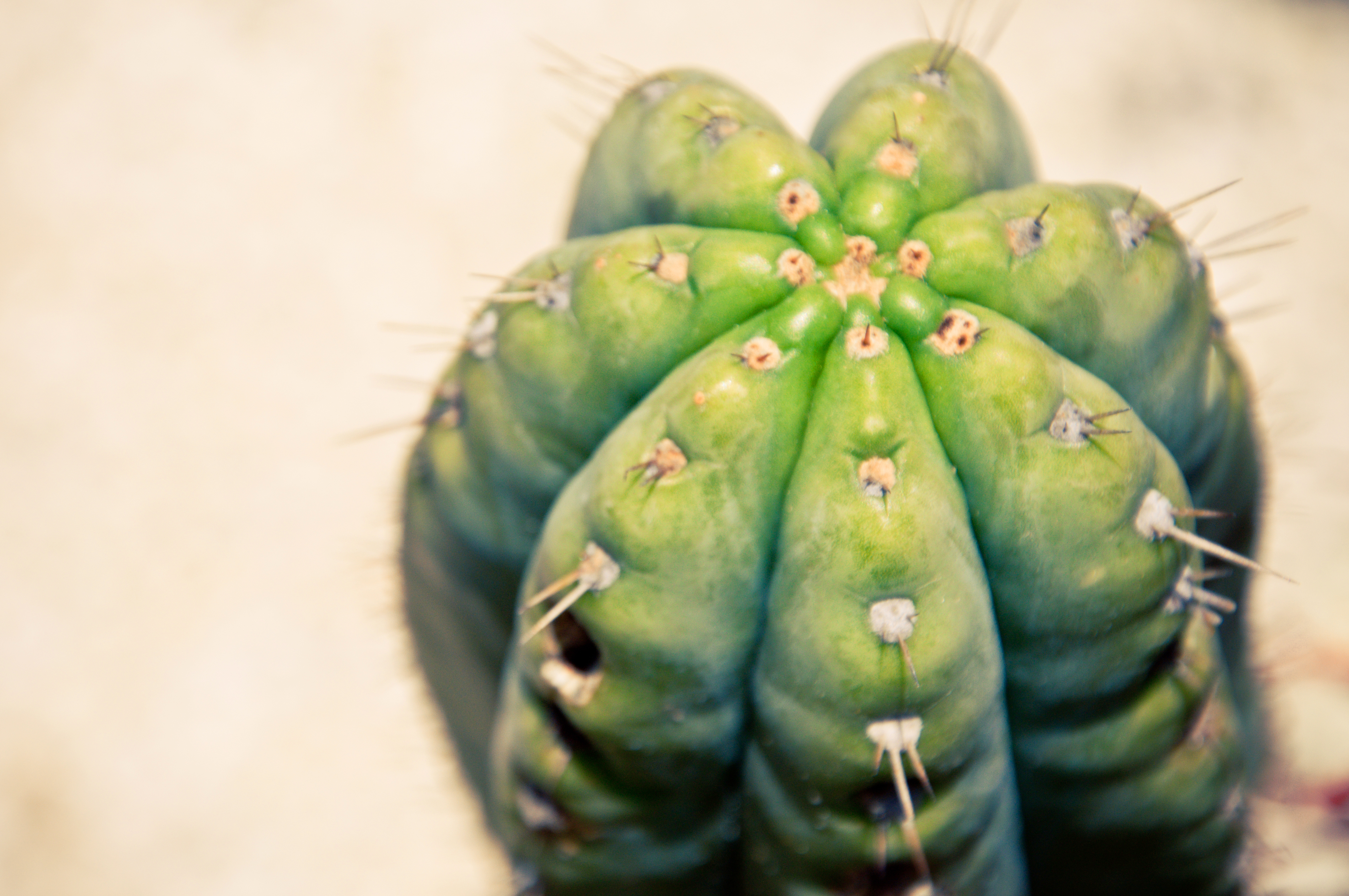 Close up of cactus plant photo