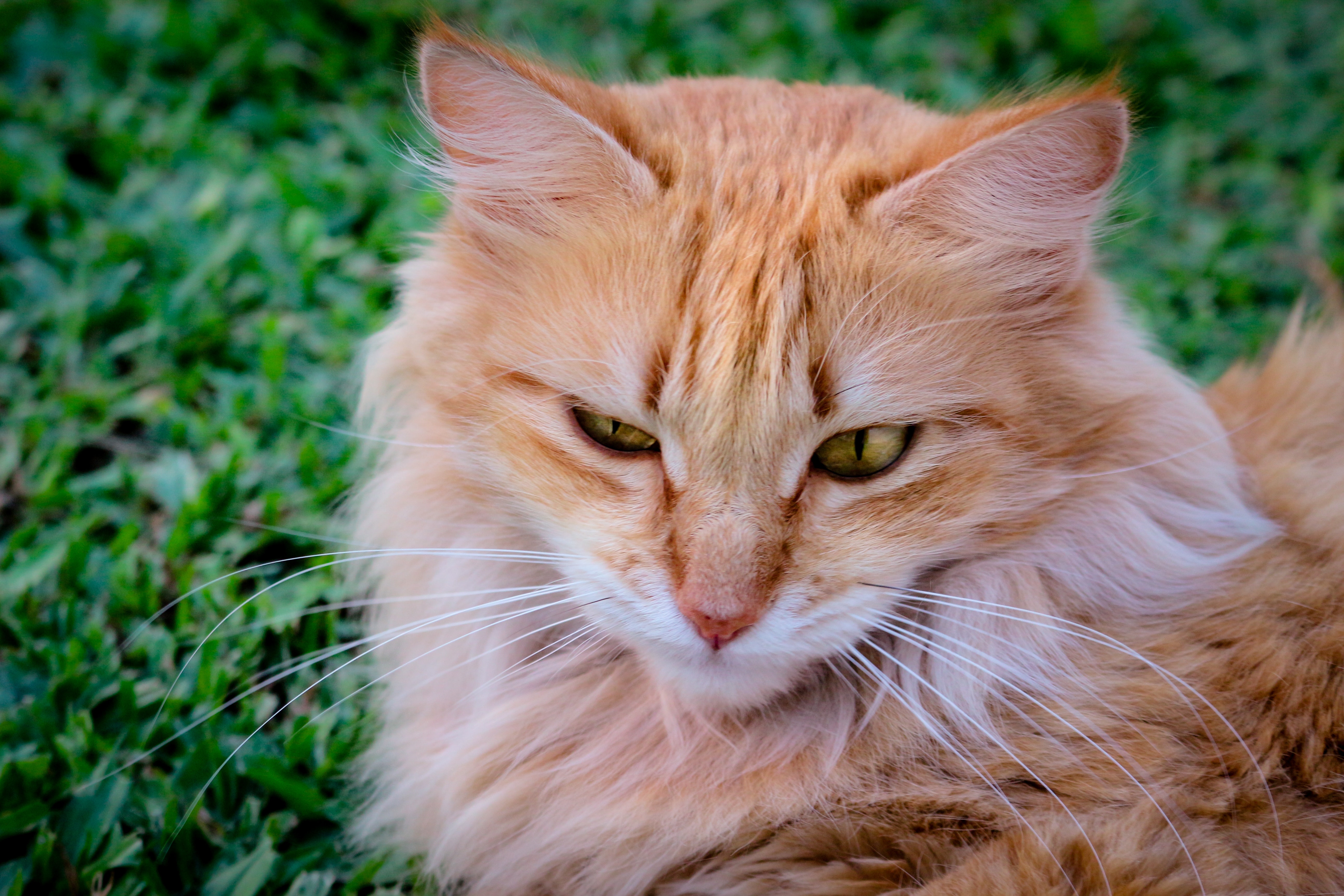 Close-up of cat photo