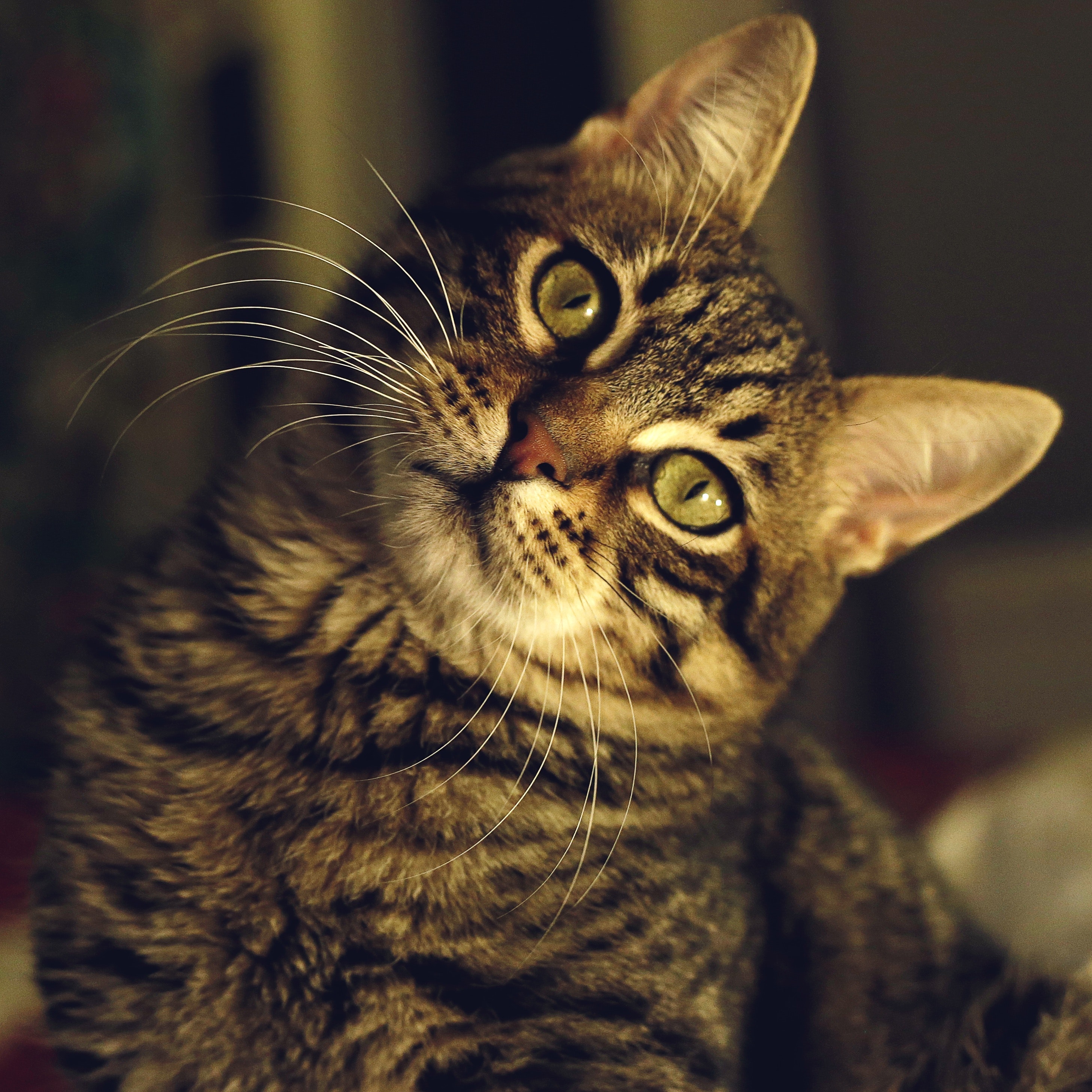 Close-up of Cat, Adorable, Kitty, Whiskers, Tabby, HQ Photo