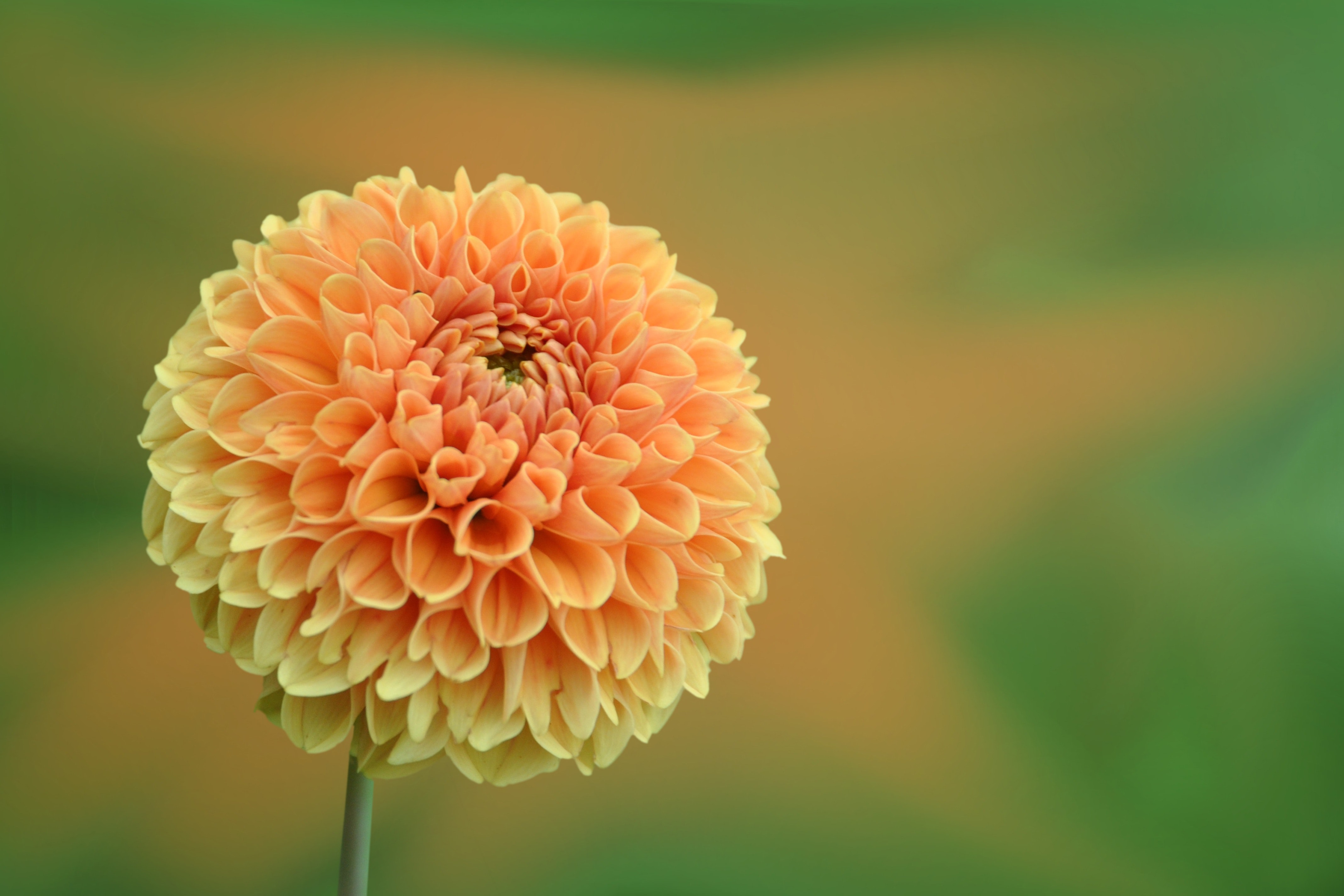 Close-up of dahlia blooming outdoors photo