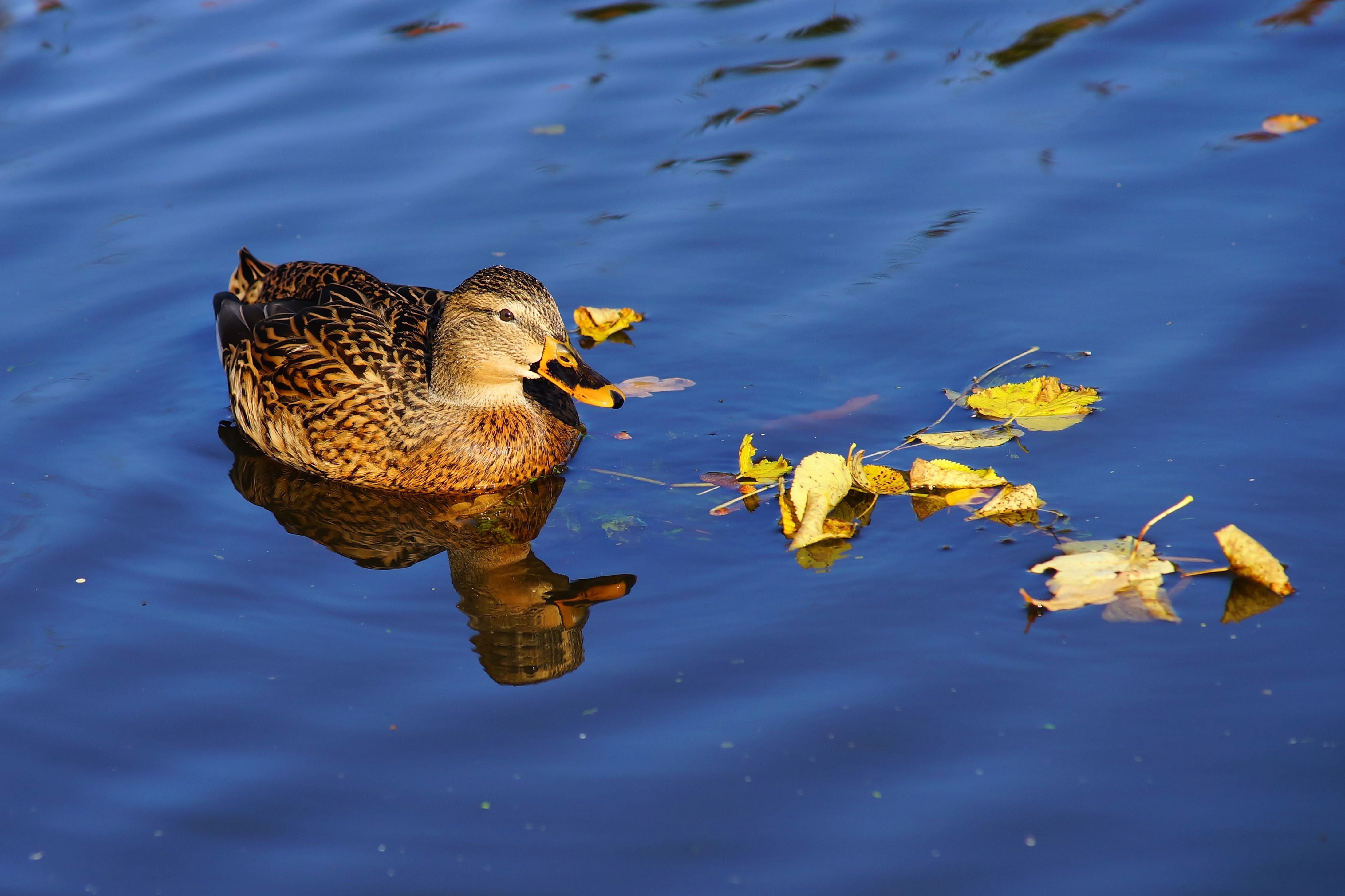 Close-up of duck swimming in lake photo