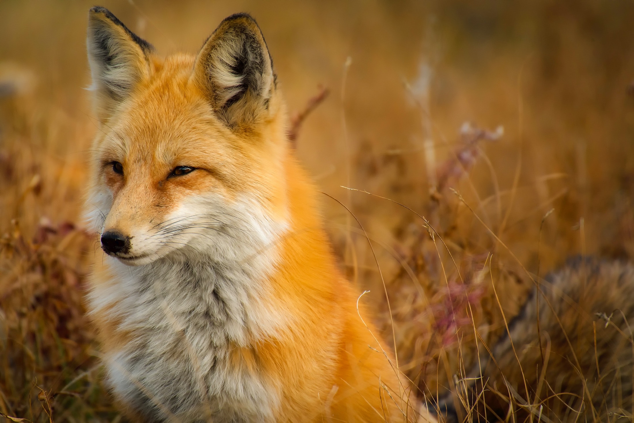 Close-up of fox on grass photo