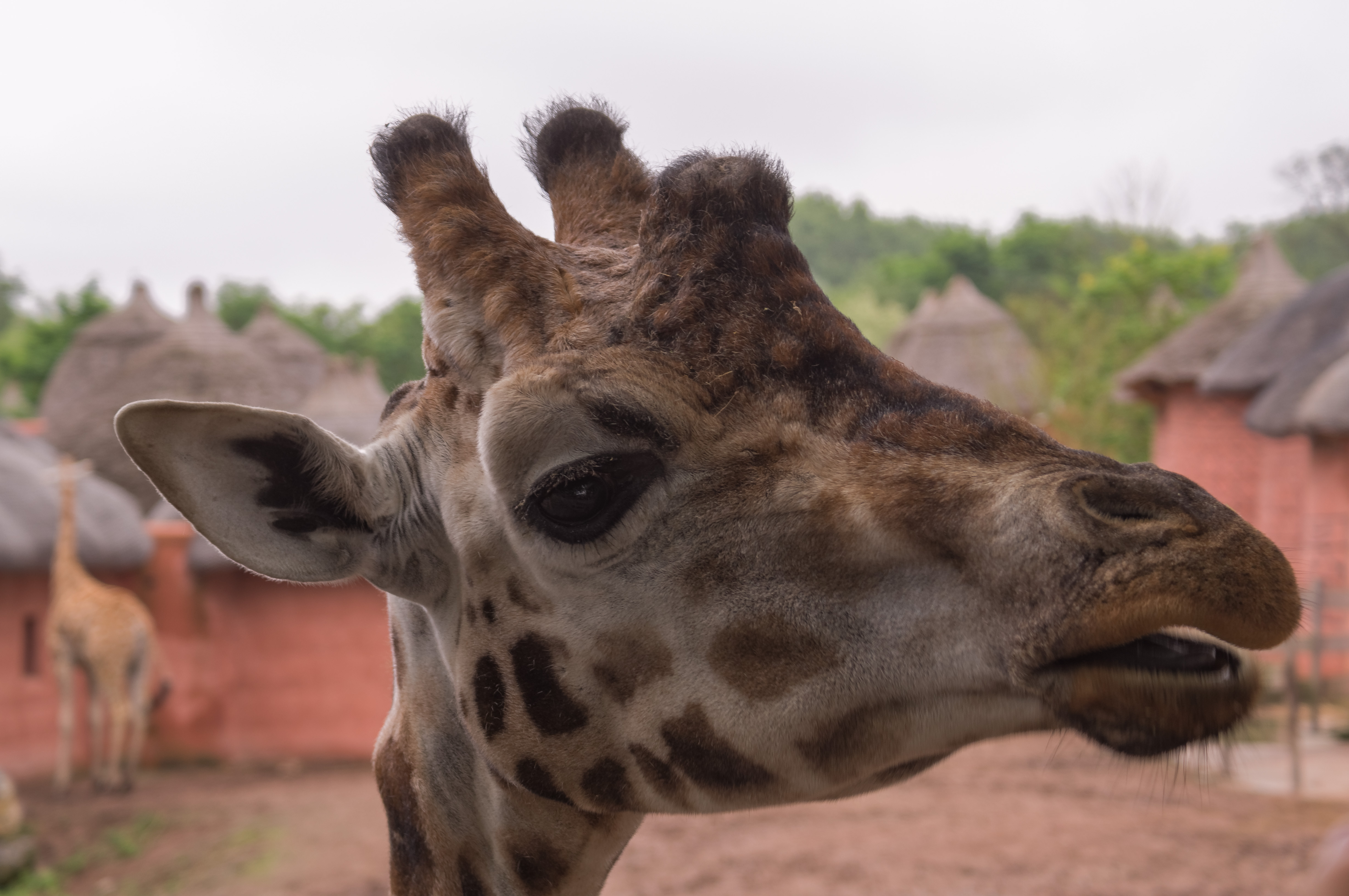 Close up of giraffe photo