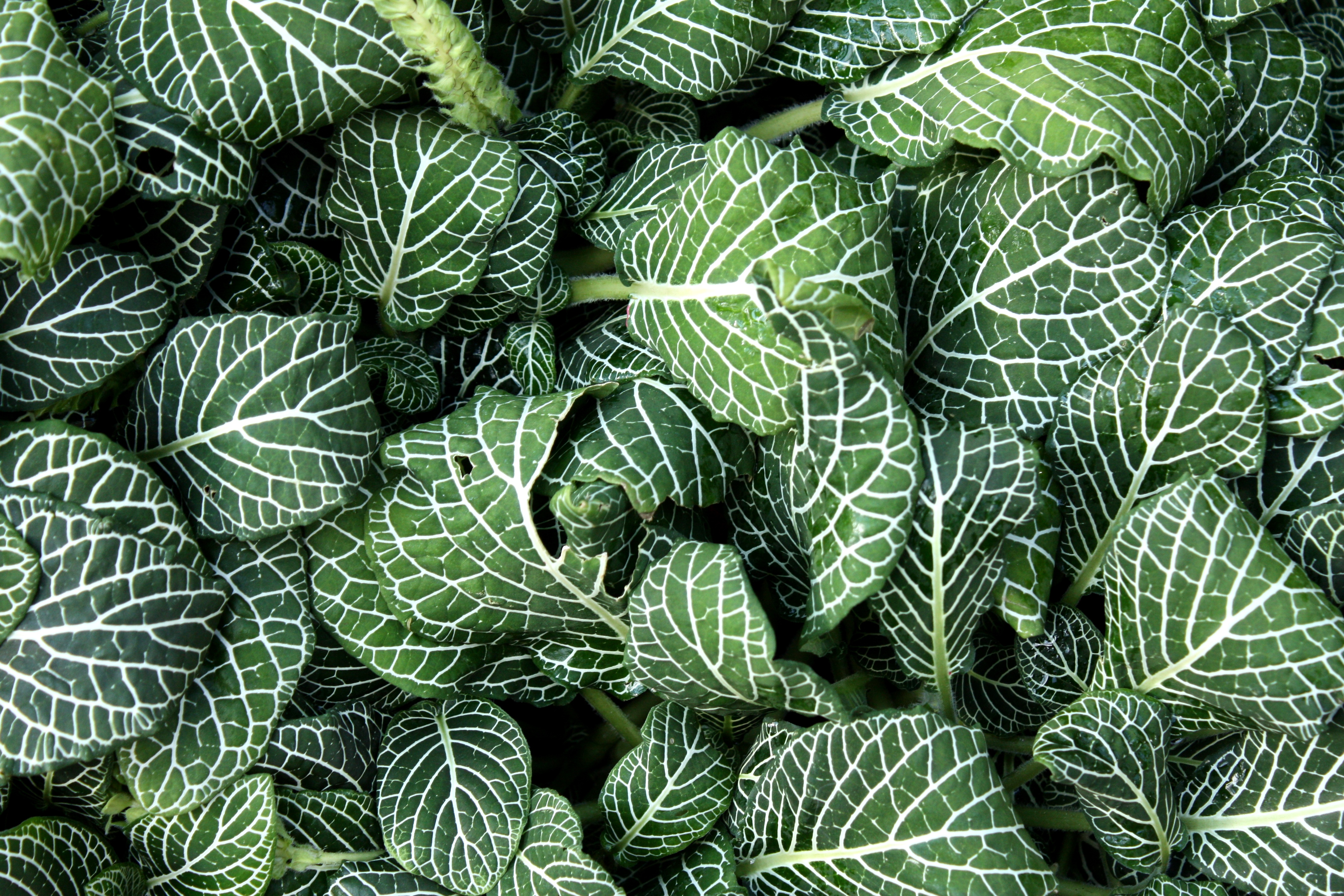 Close-up of green leaves photo