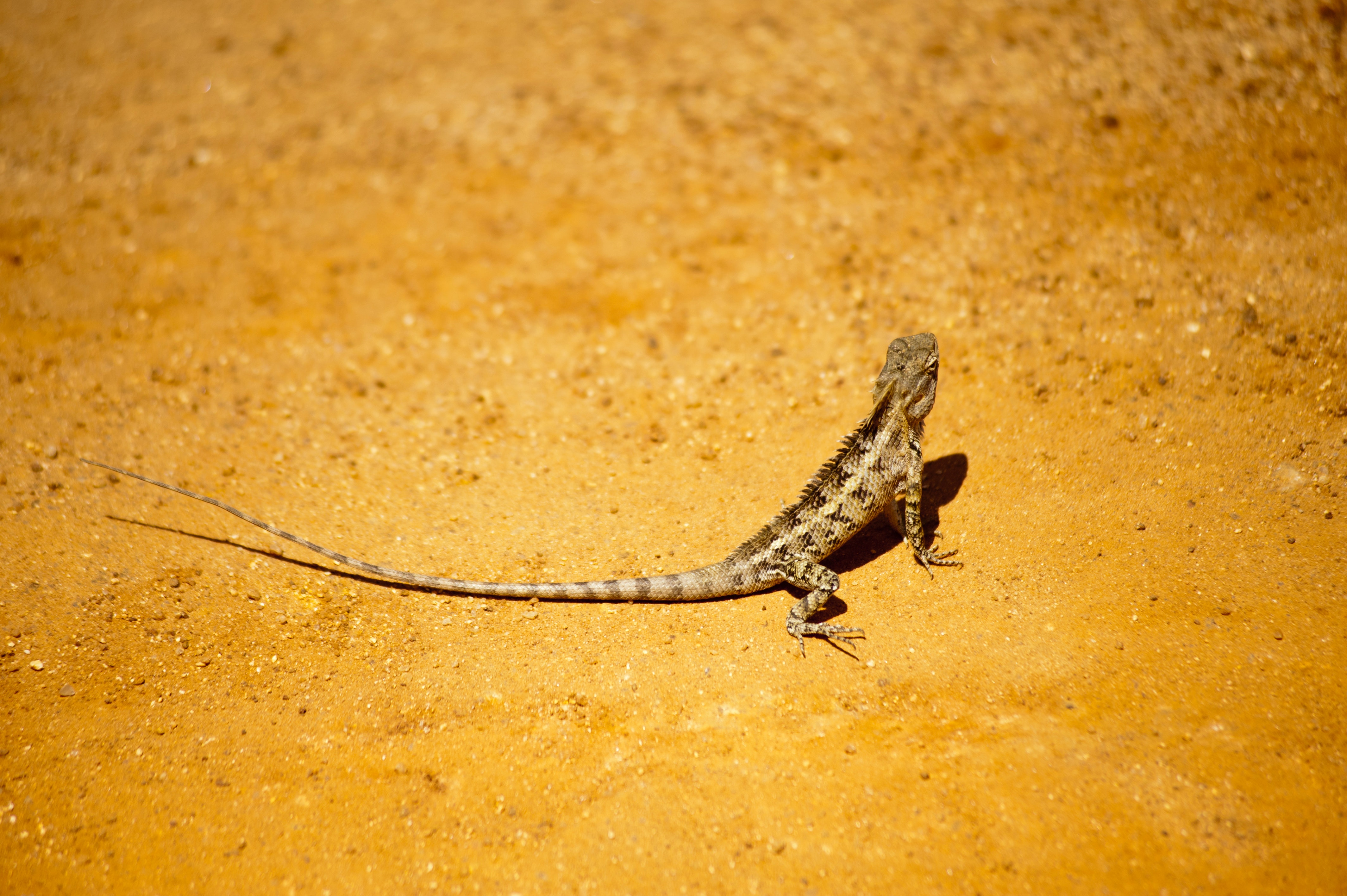Close-up of Insect on Yellow Surface, Animal, Lizard, Side view, Sand, HQ Photo