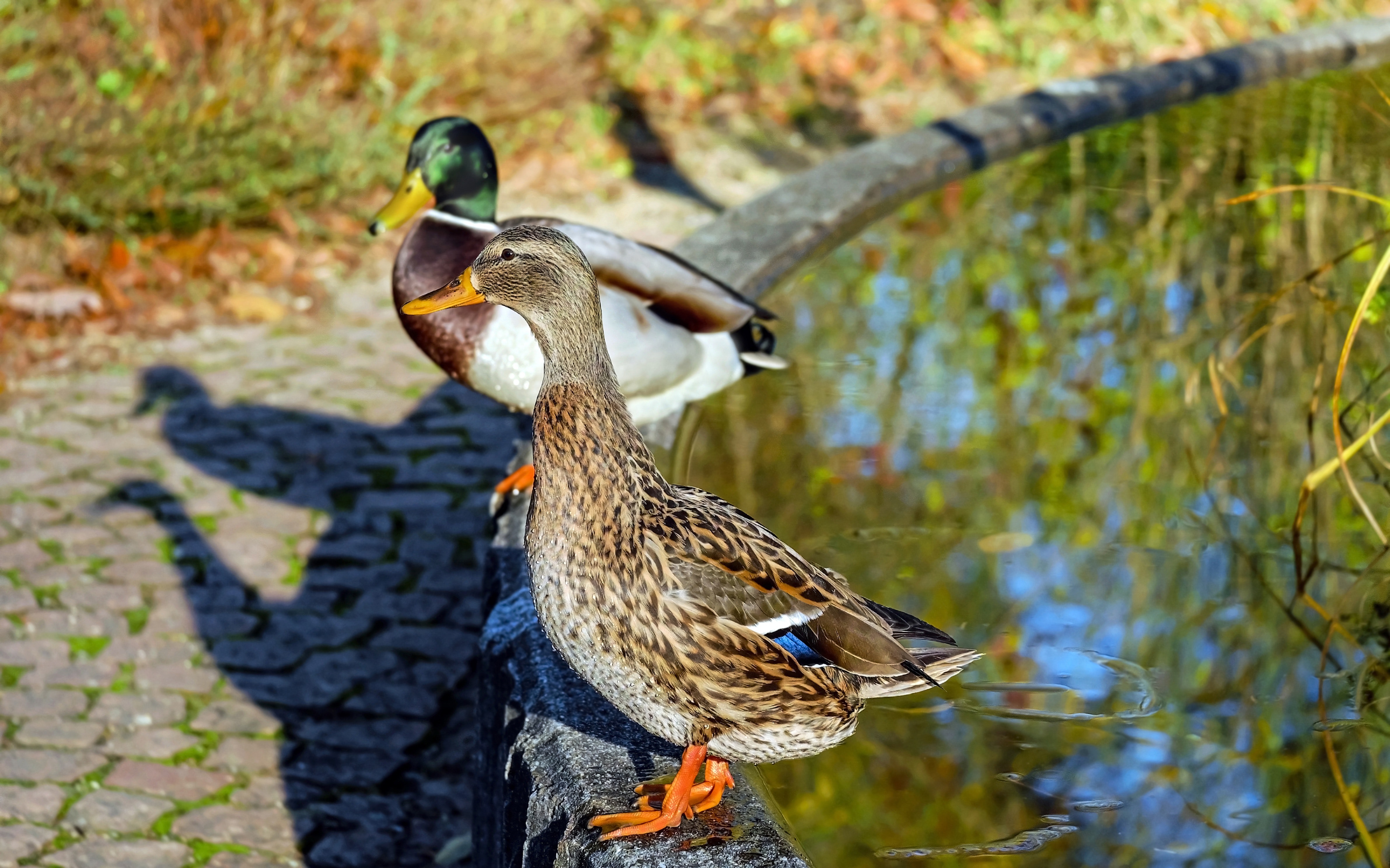 Close-up of mallard ducks on water photo