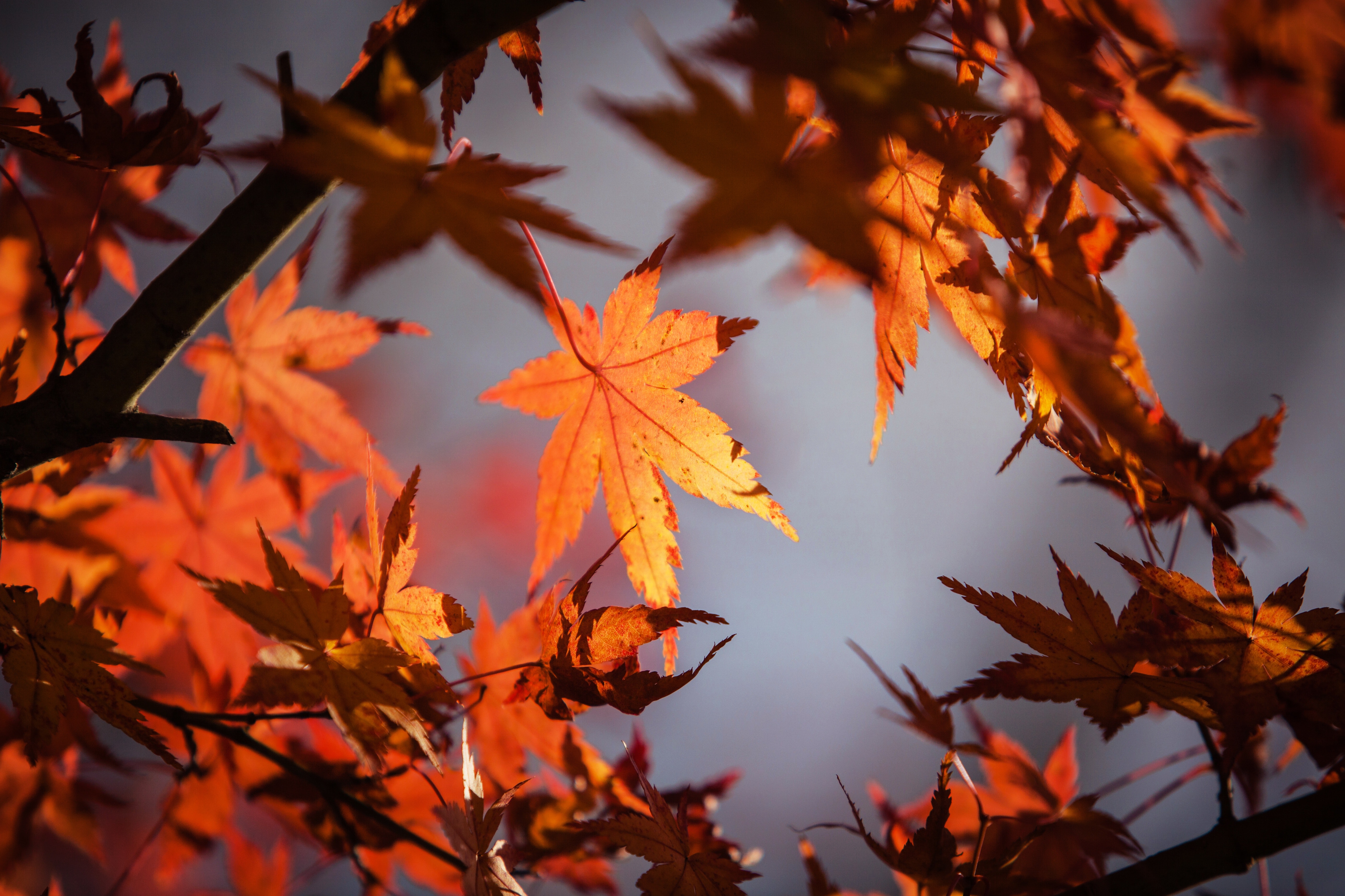 Close-up of maple leaves photo