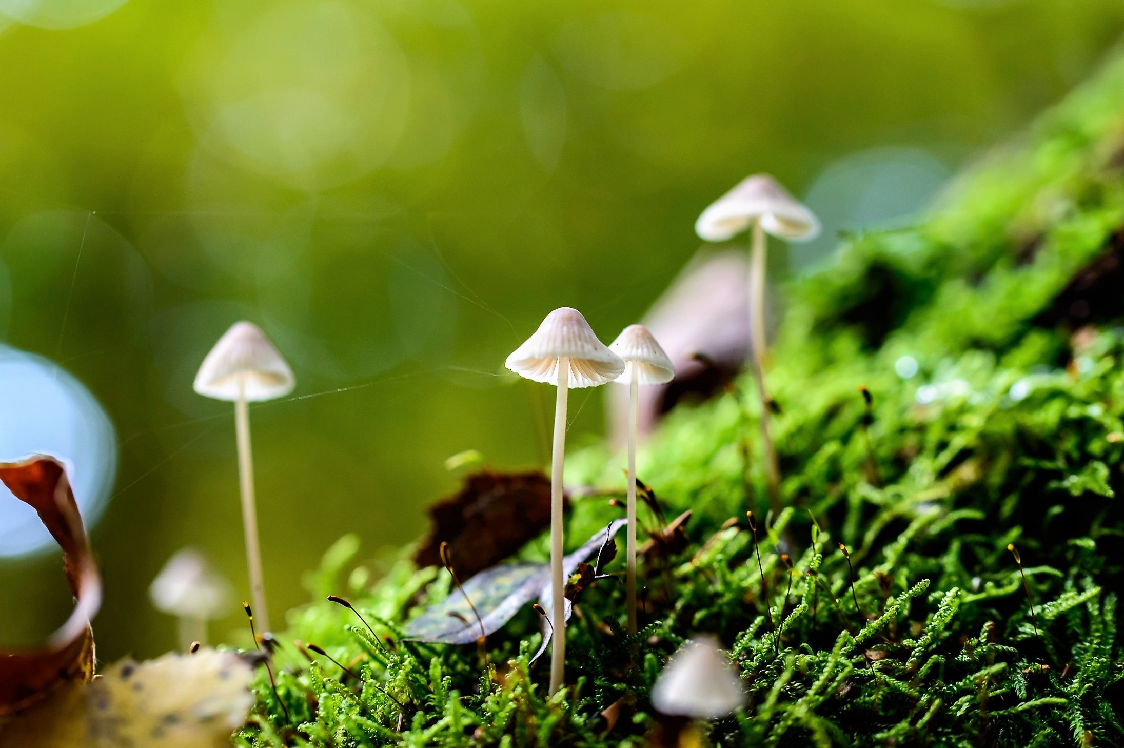 野生菌菇蘑菇高清图片下载-正版图片500789117-摄图网