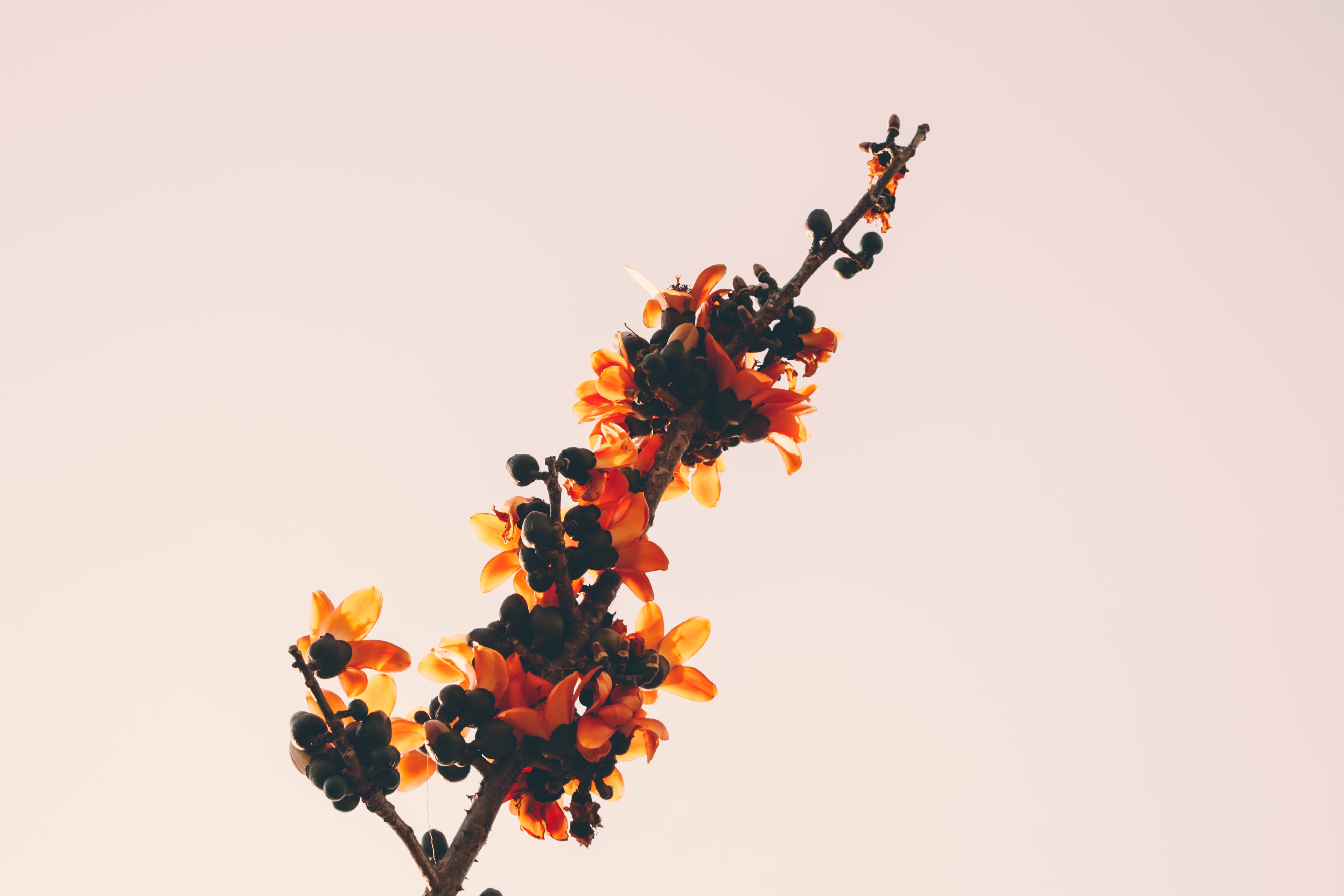 Close-up of orange flowers photo