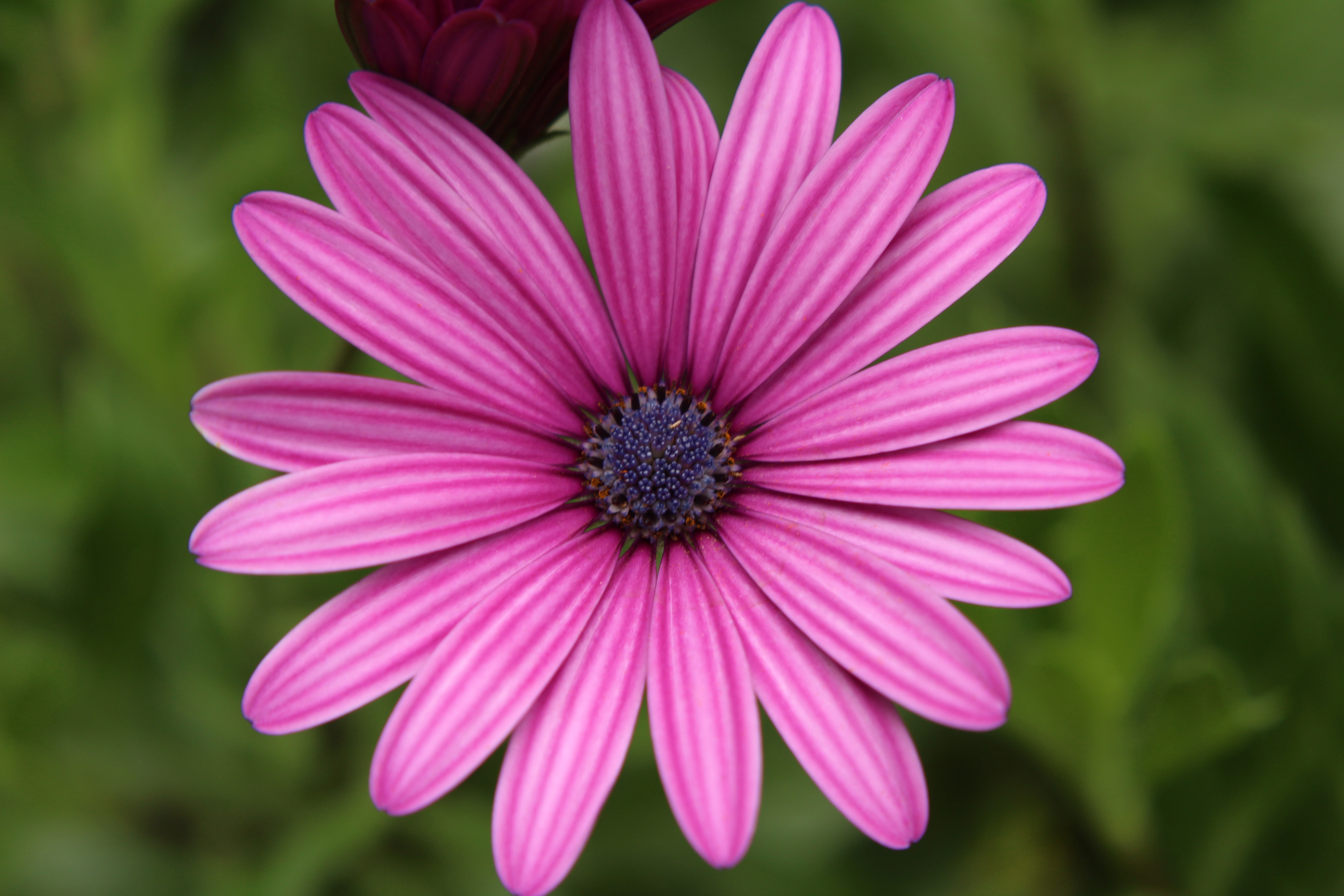 Close-up of pink flower blooming outdoors photo