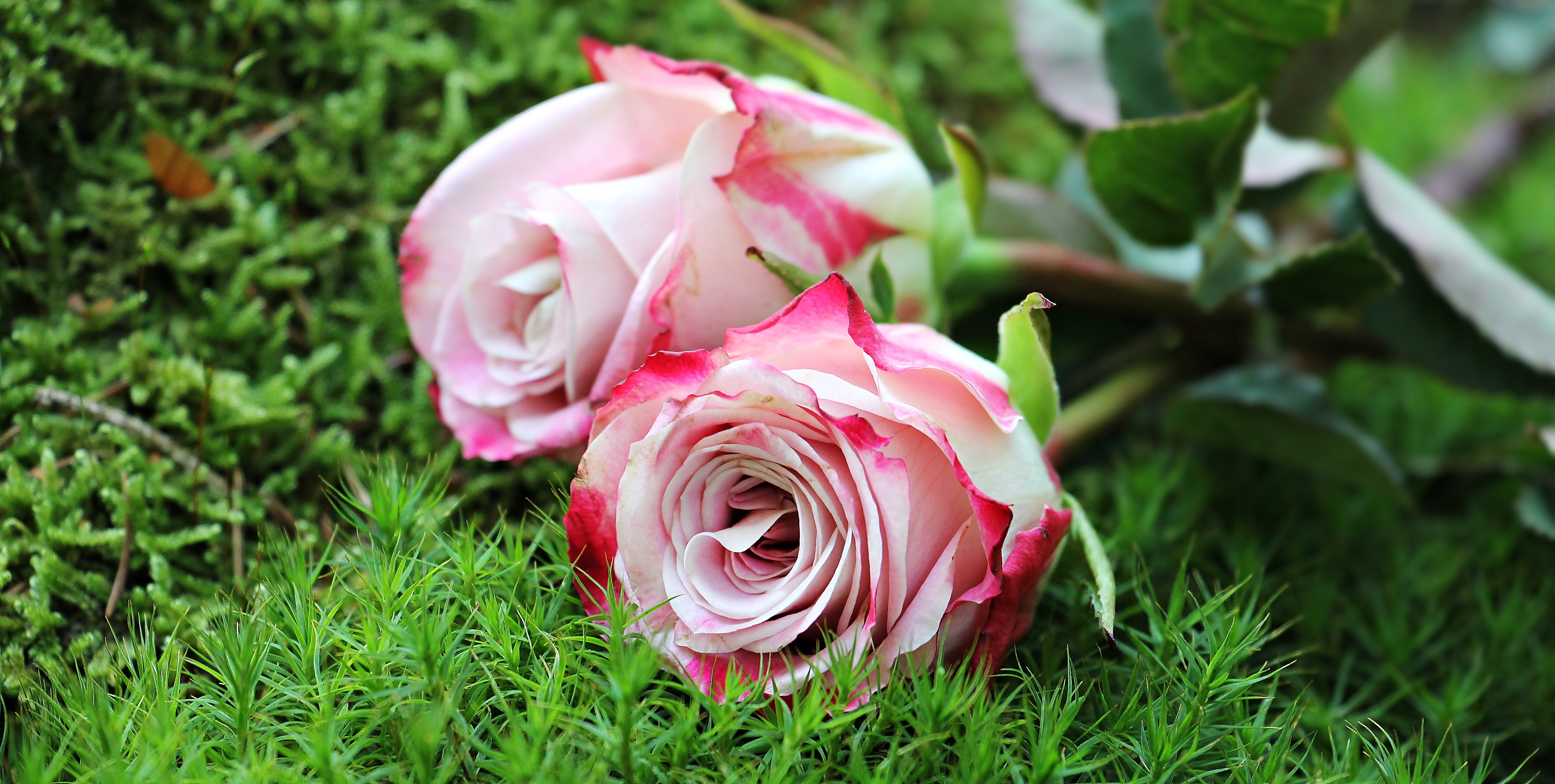 Close-up of pink rose flower photo
