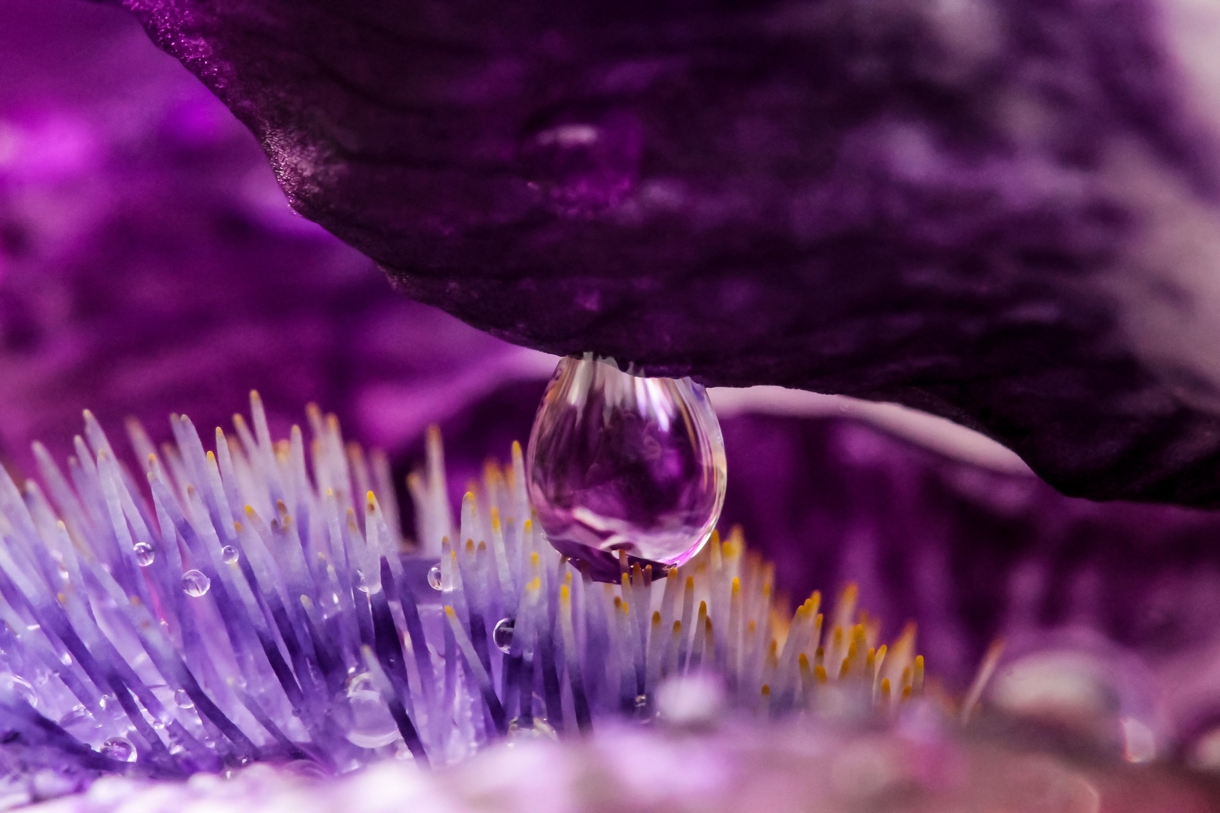 Close-up of purple flowers photo