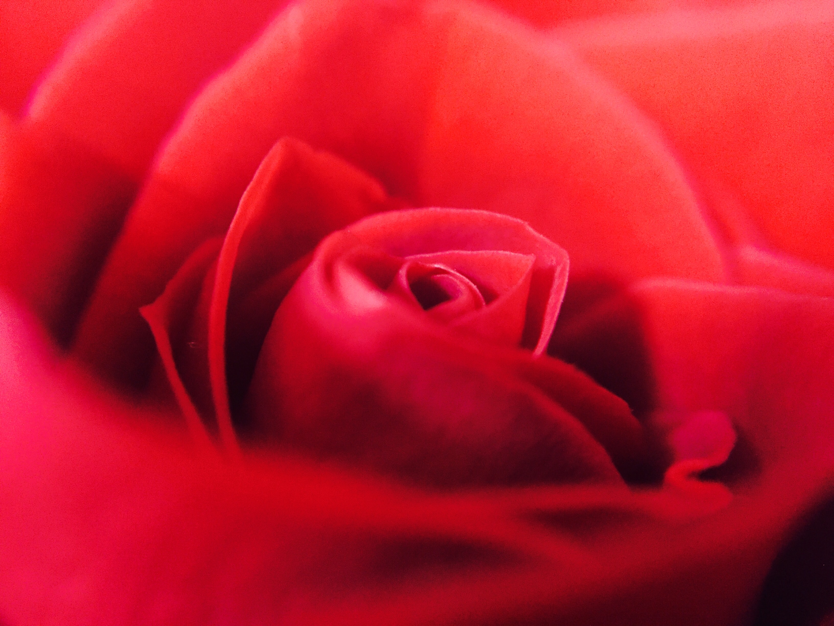 Red rose close-up photo