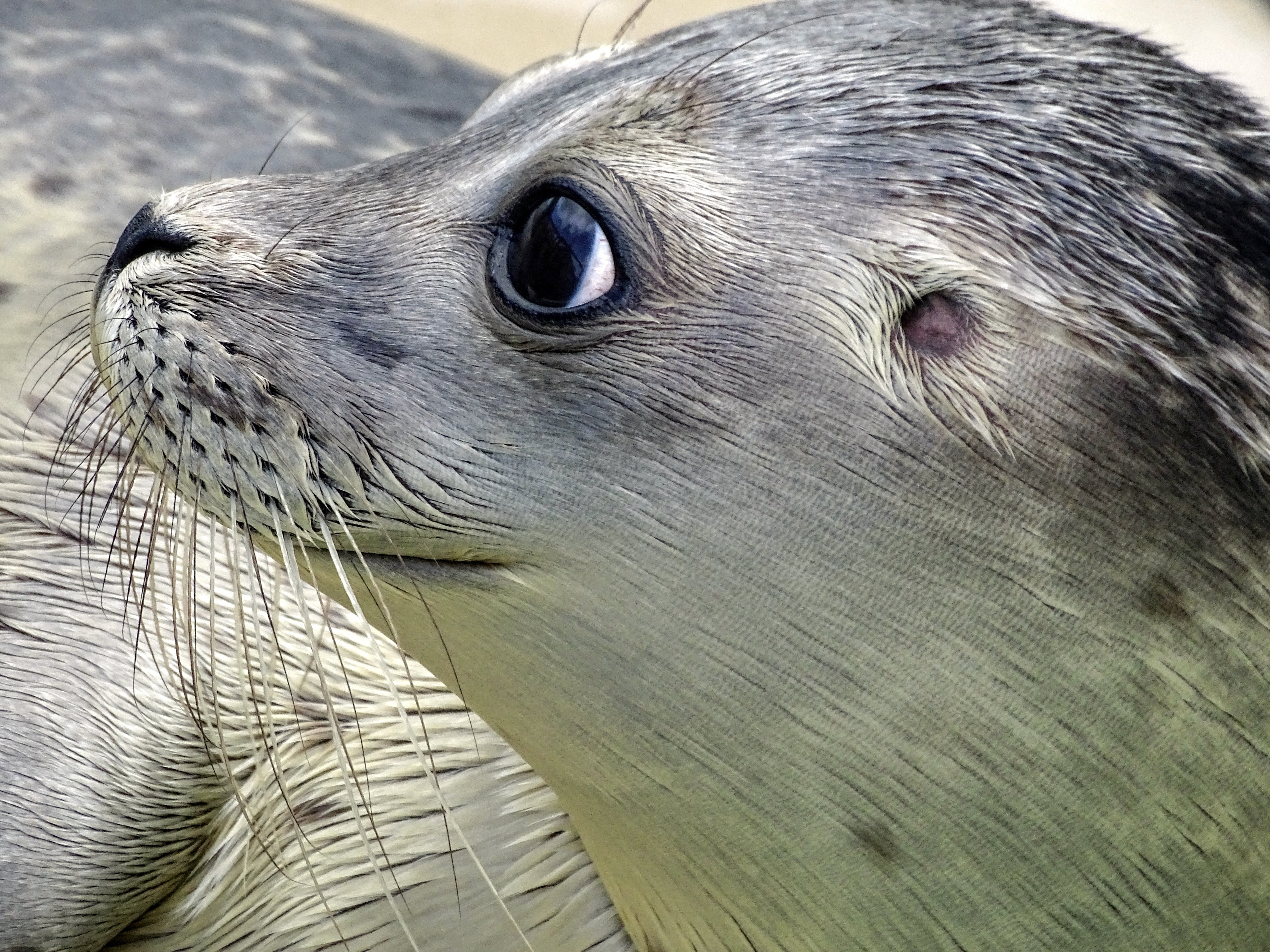 Close-up of sea lion at beach photo