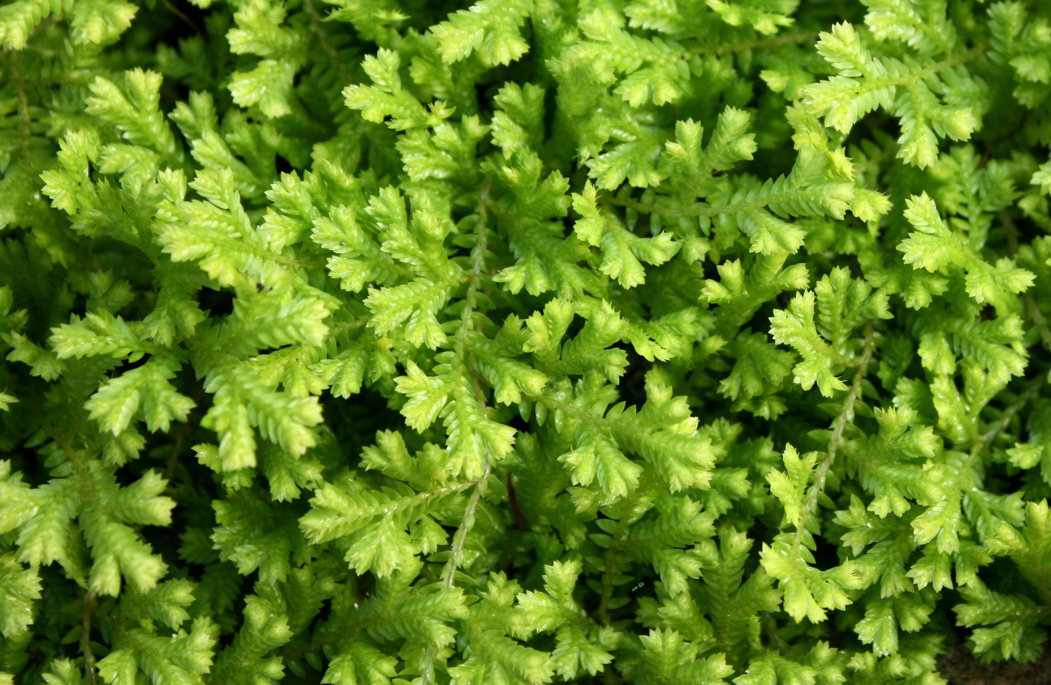 Close-up of small green leaves photo