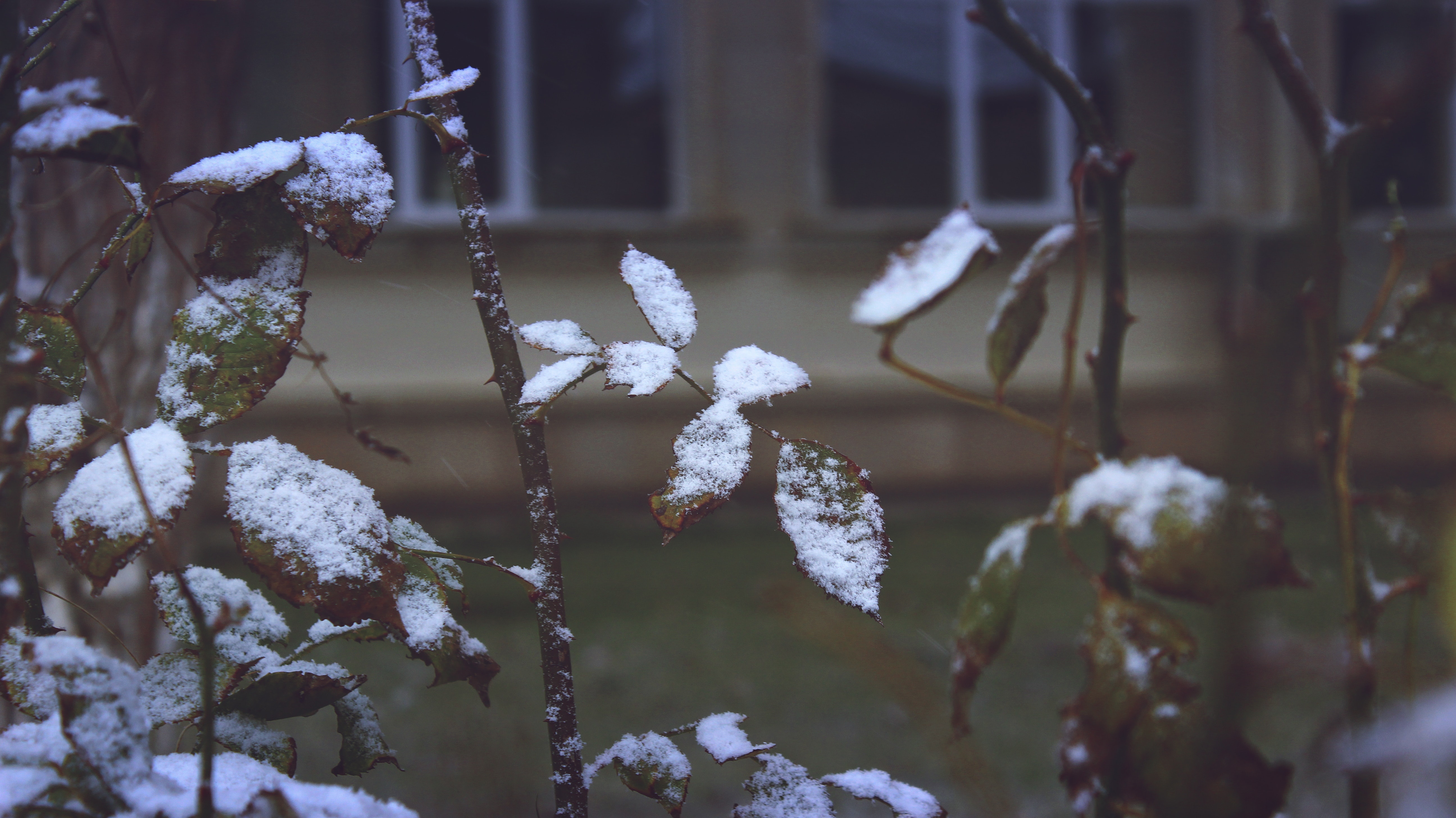 Close-up of Snow on Plants during Winter, Blur, Branch, Close-up, Daylight, HQ Photo