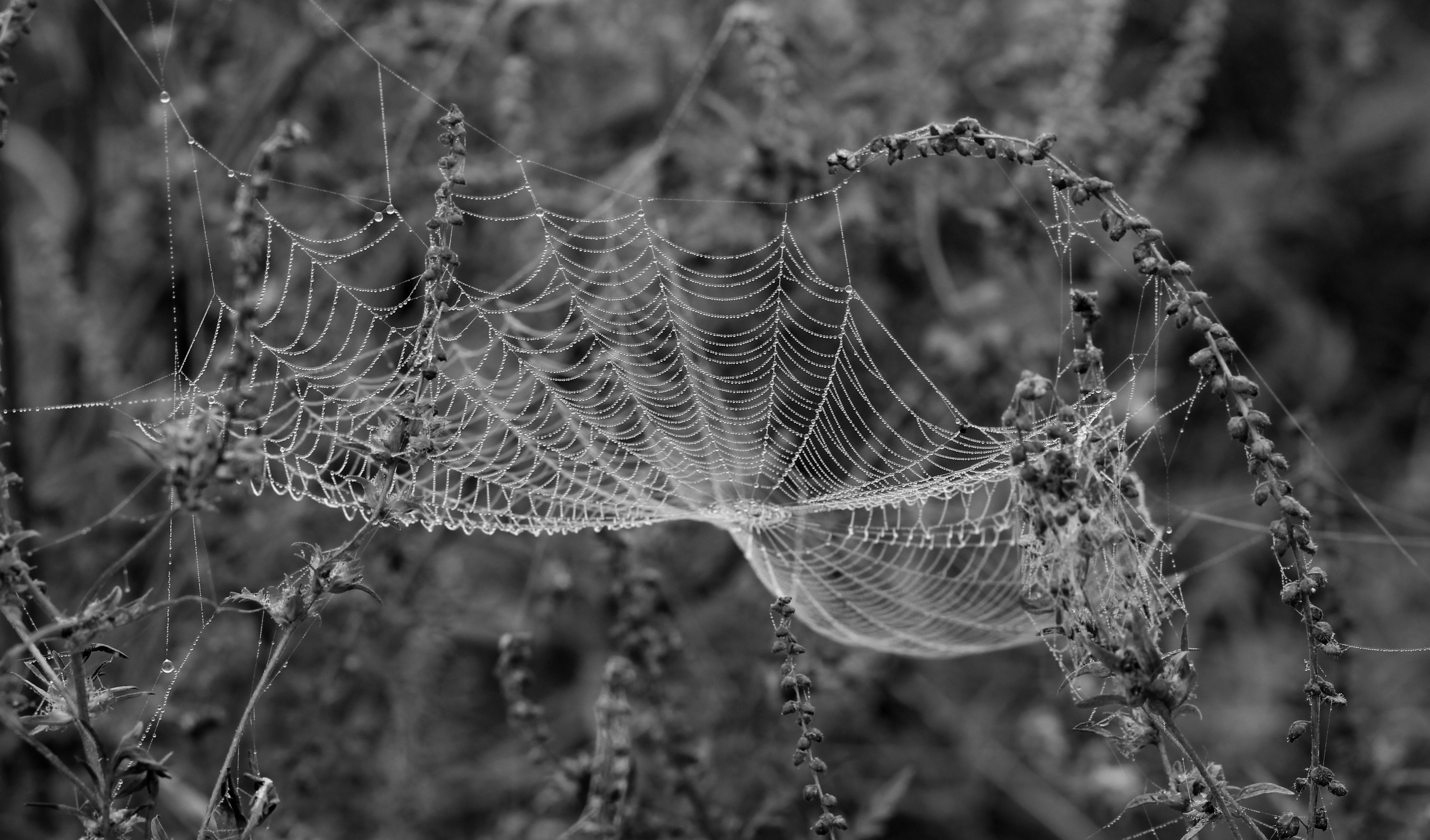 Spiderweb in plant photo