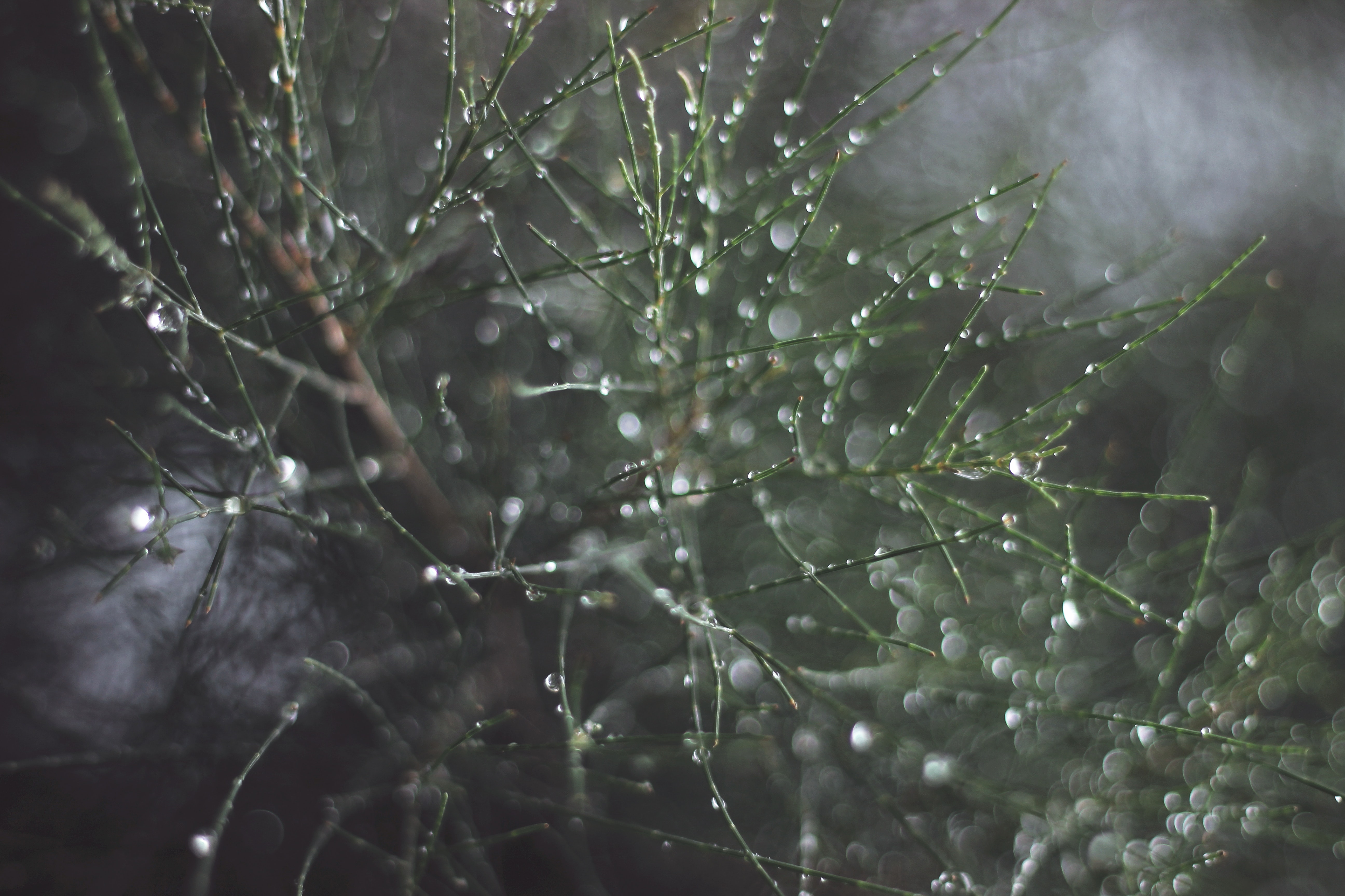 Close-up of Spider Web on Tree, Blur, Close-up, Dew, Drop, HQ Photo