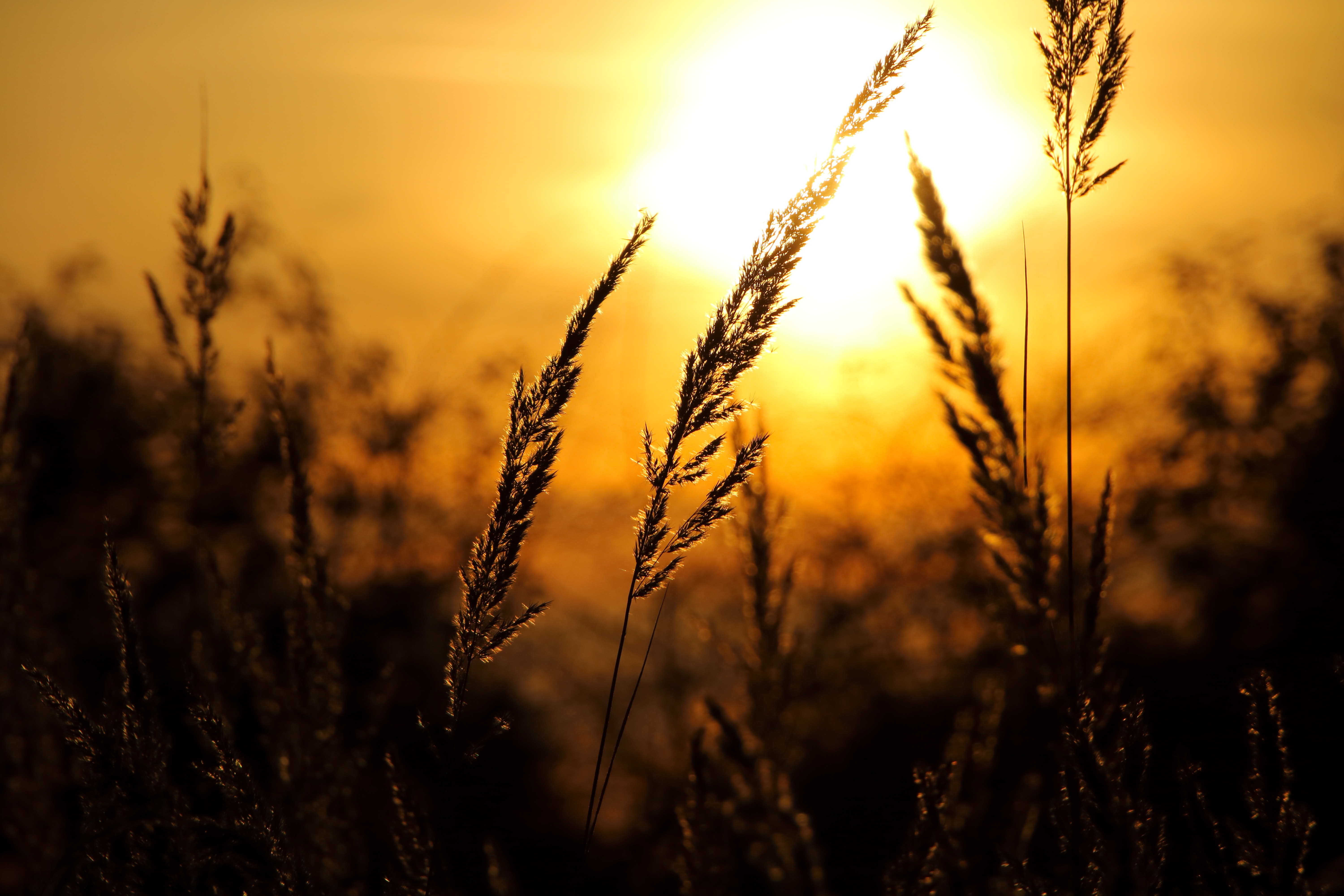 Close-up of wheat field against sky at sunset photo