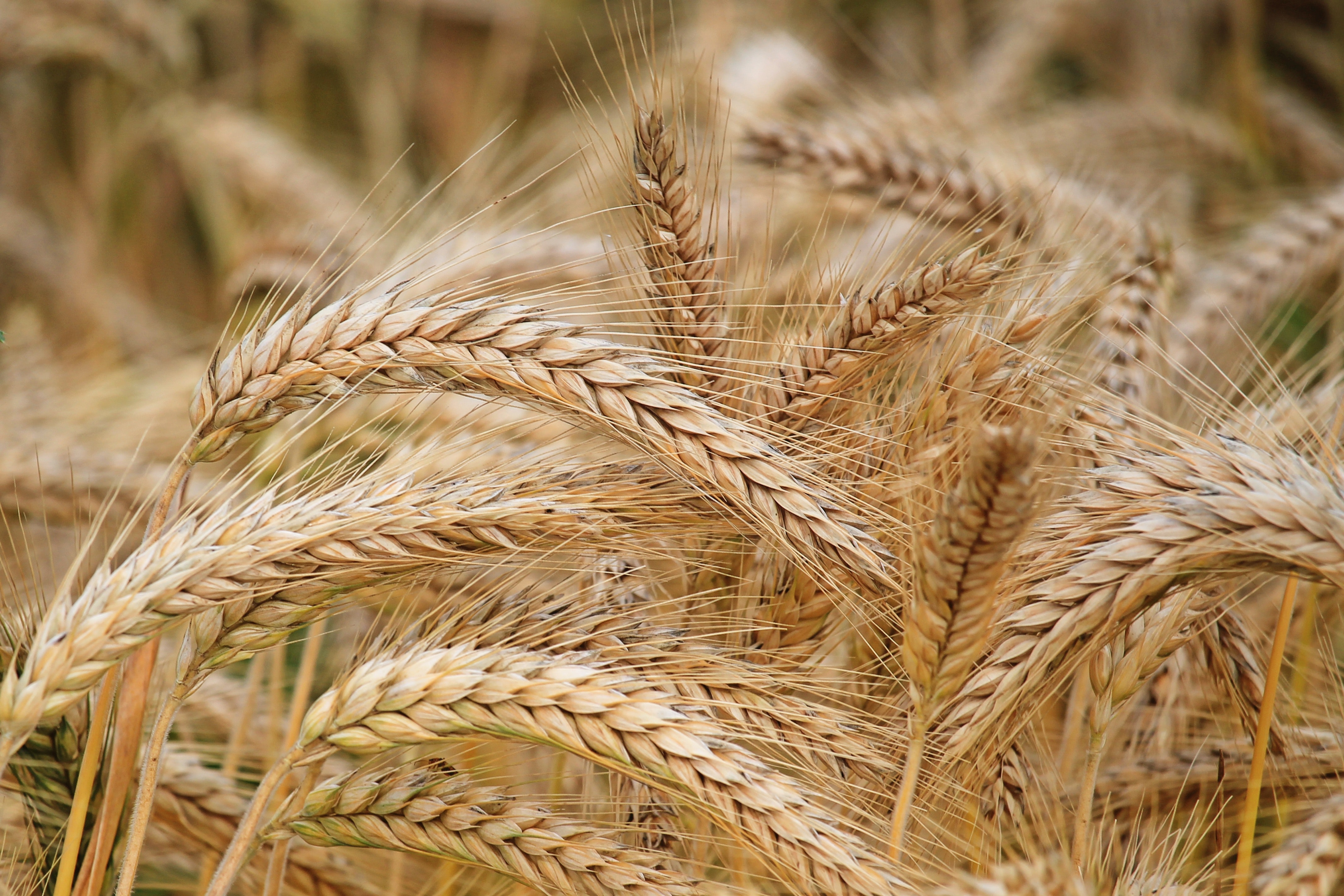 Close-up of wheat photo