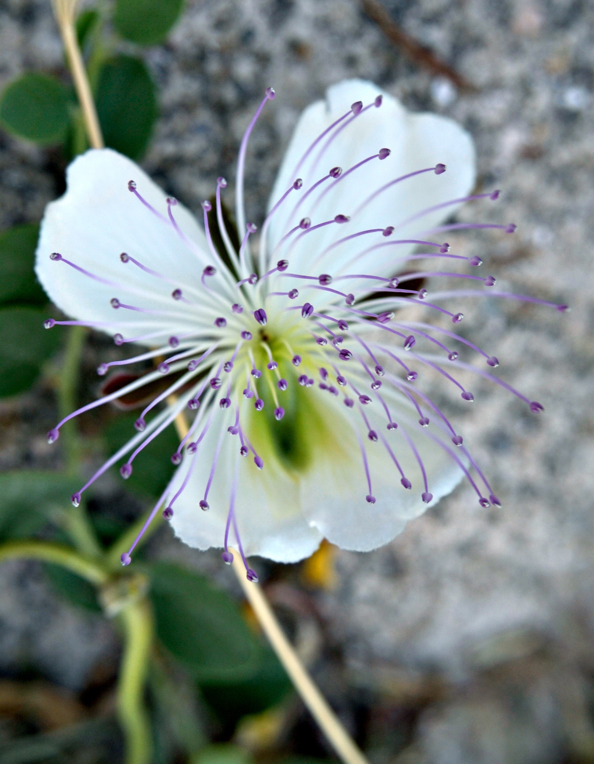 Close-up phorography of white and purple flower photo