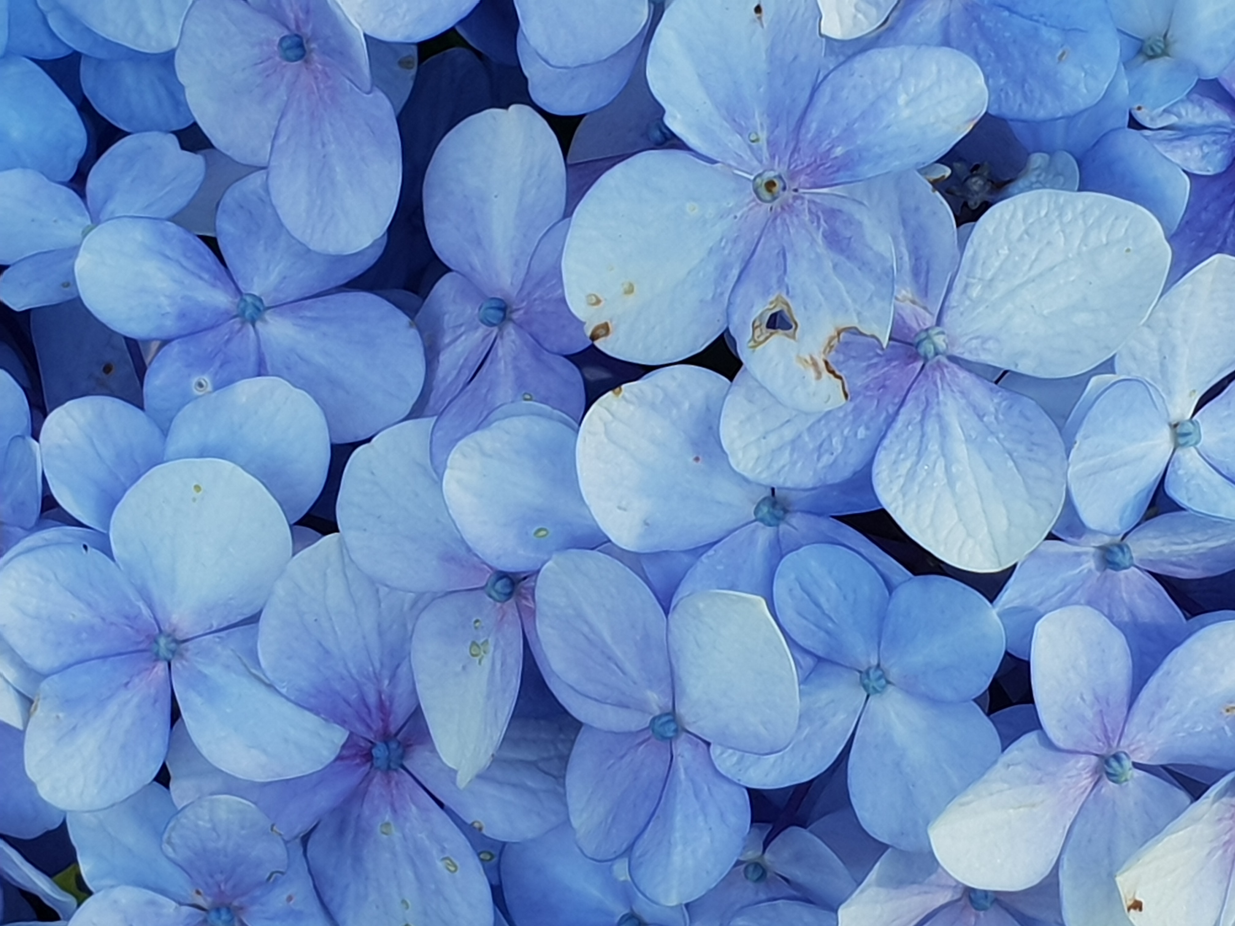 Close-up Photo of Blue Petaled Flowers, Growth, Texture, Summer, Spring, HQ Photo