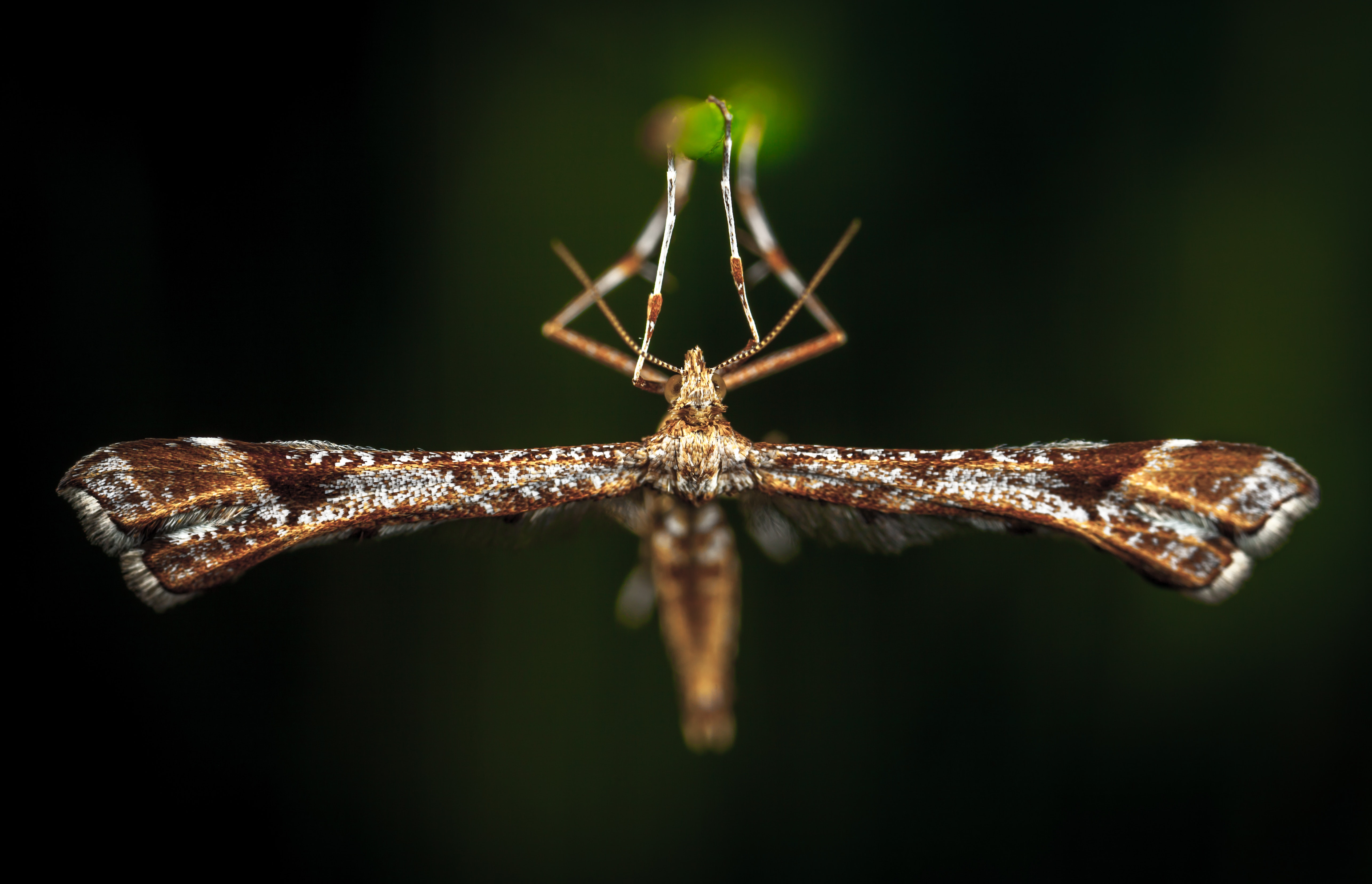 Close-up photo of brown plume moth