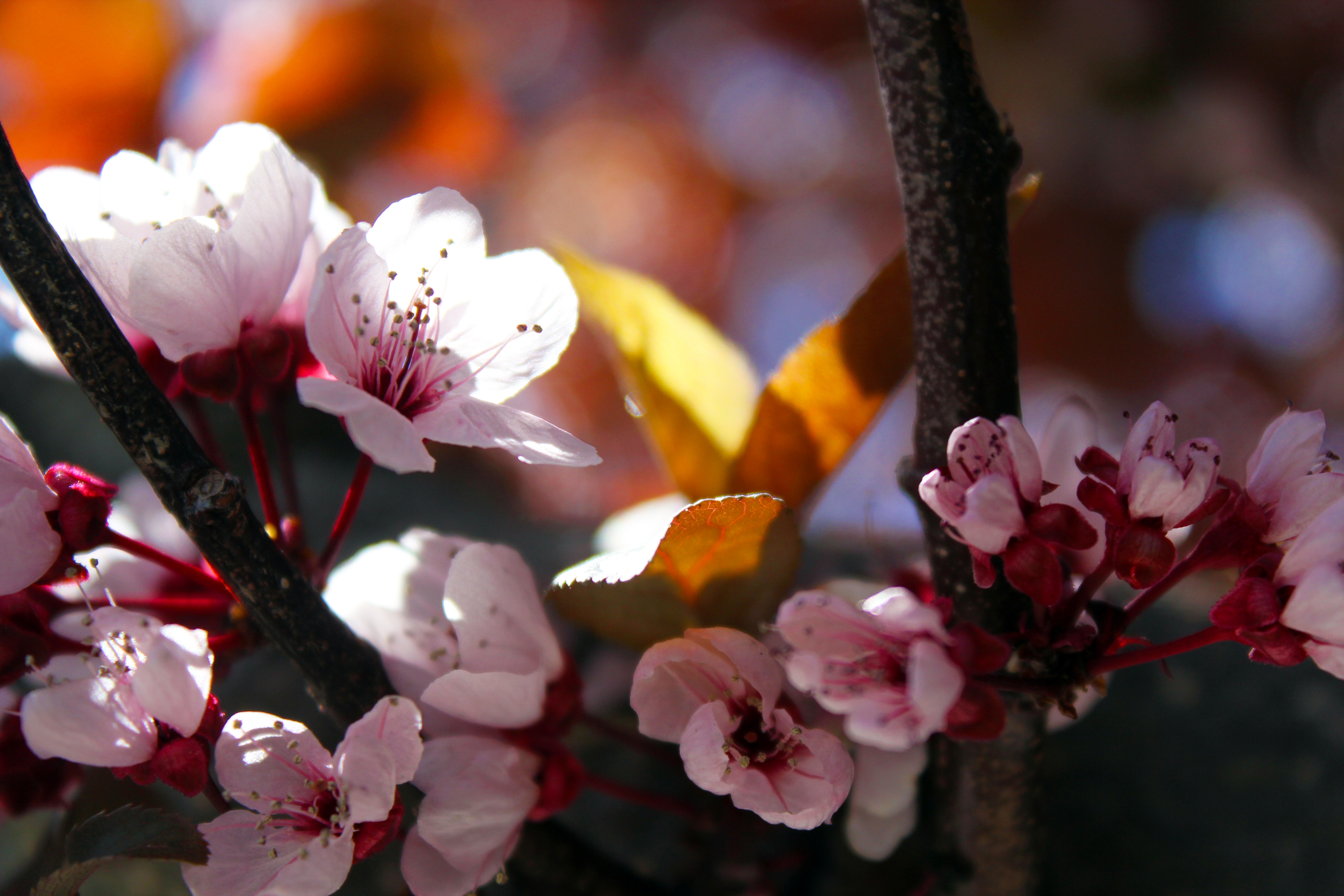 Цветы Умэ японская слива. Цветение вишни. Сакура ягоды. Бутоны цветущей вишни.