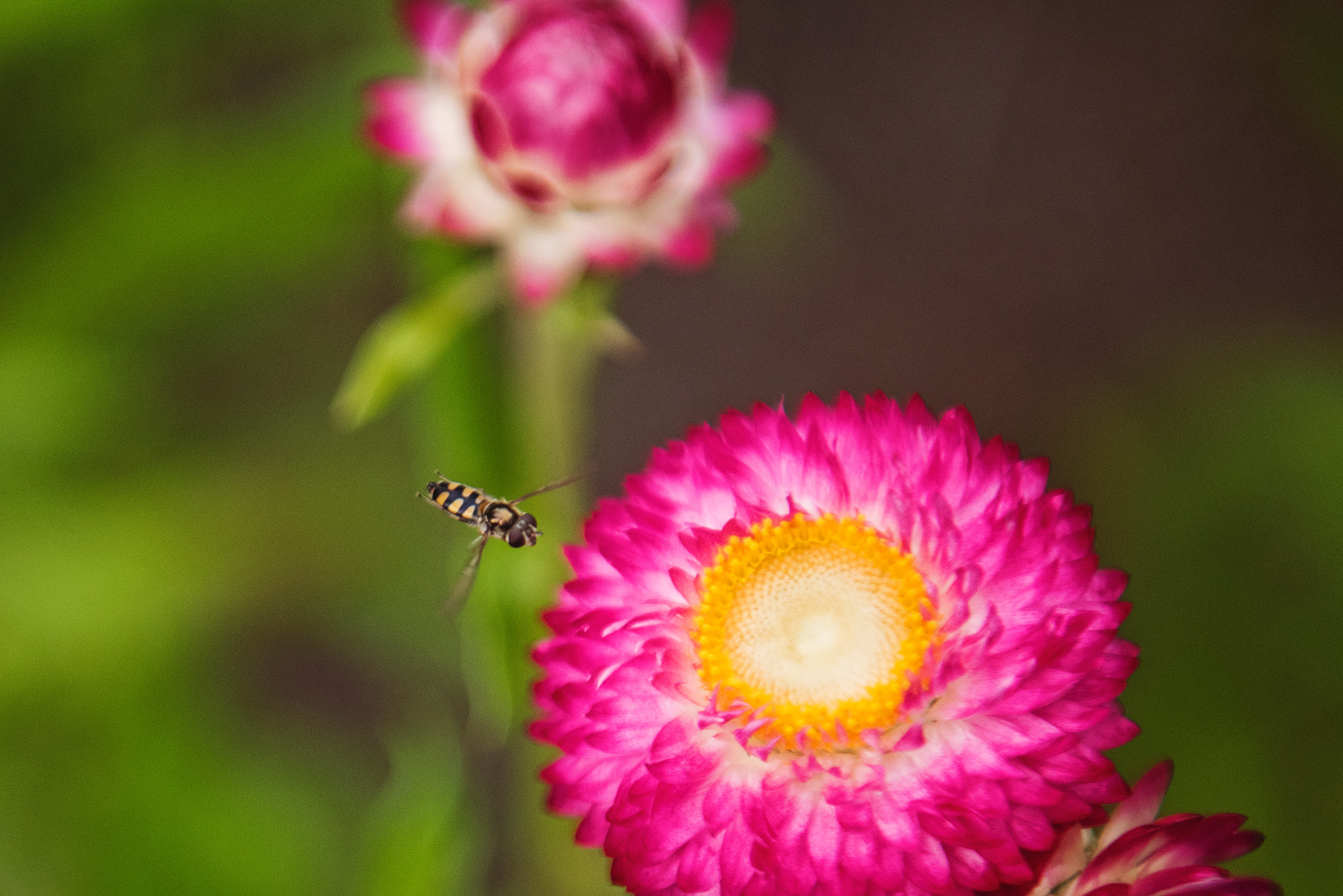 Close-up photo of insect flying towards the flower