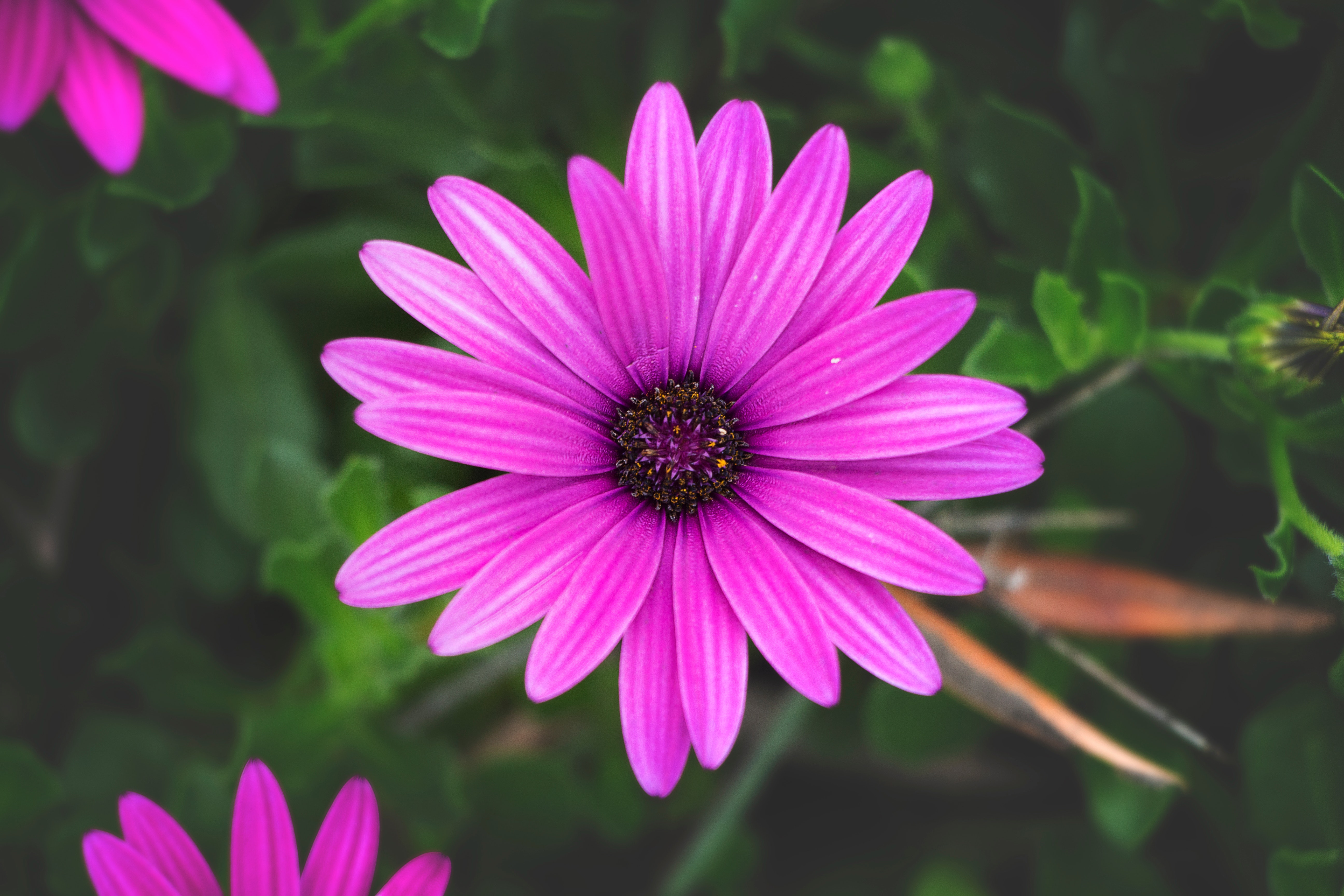 Close-up photo of purple flower