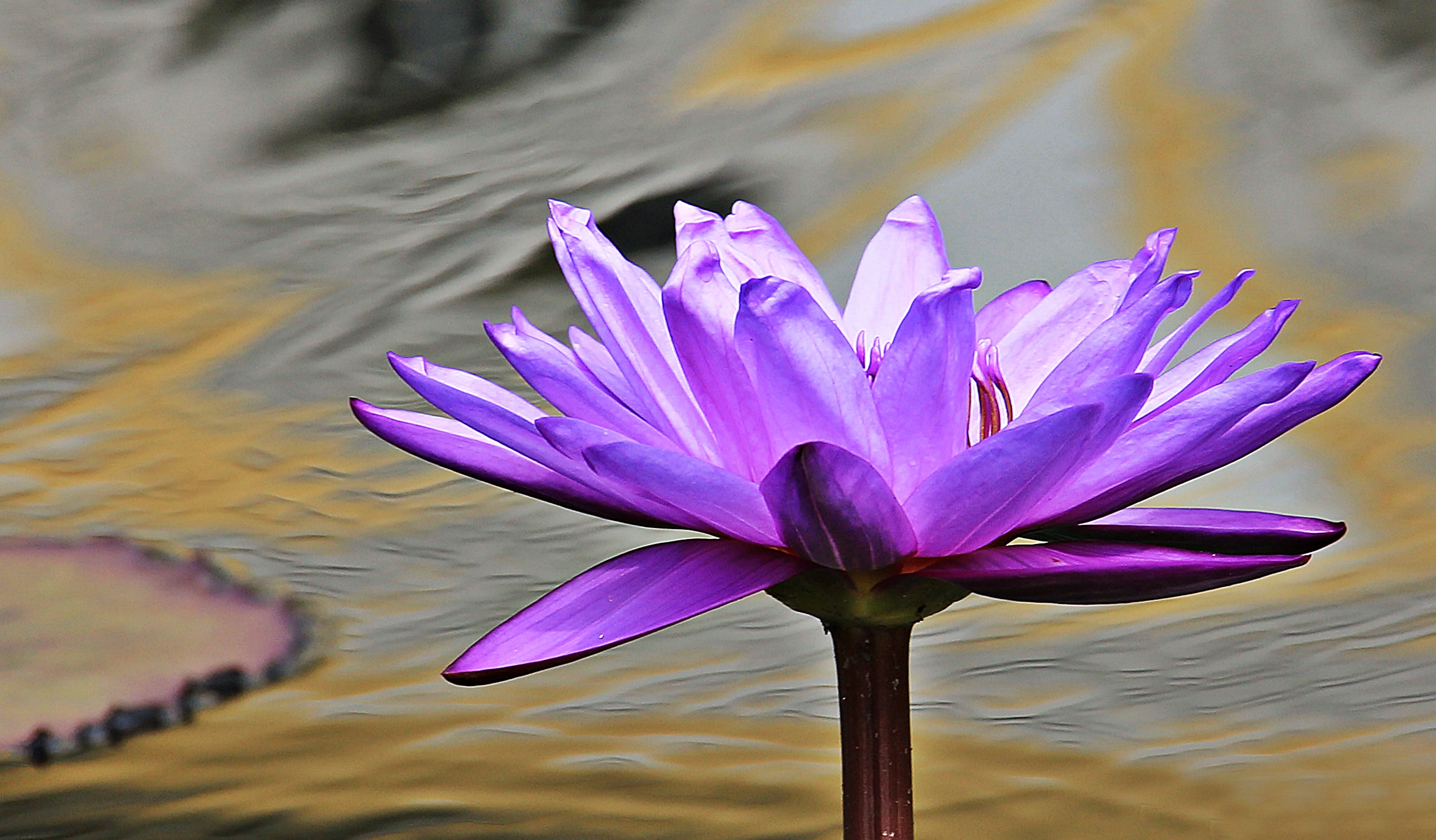 Close up photo of purple petaled flower
