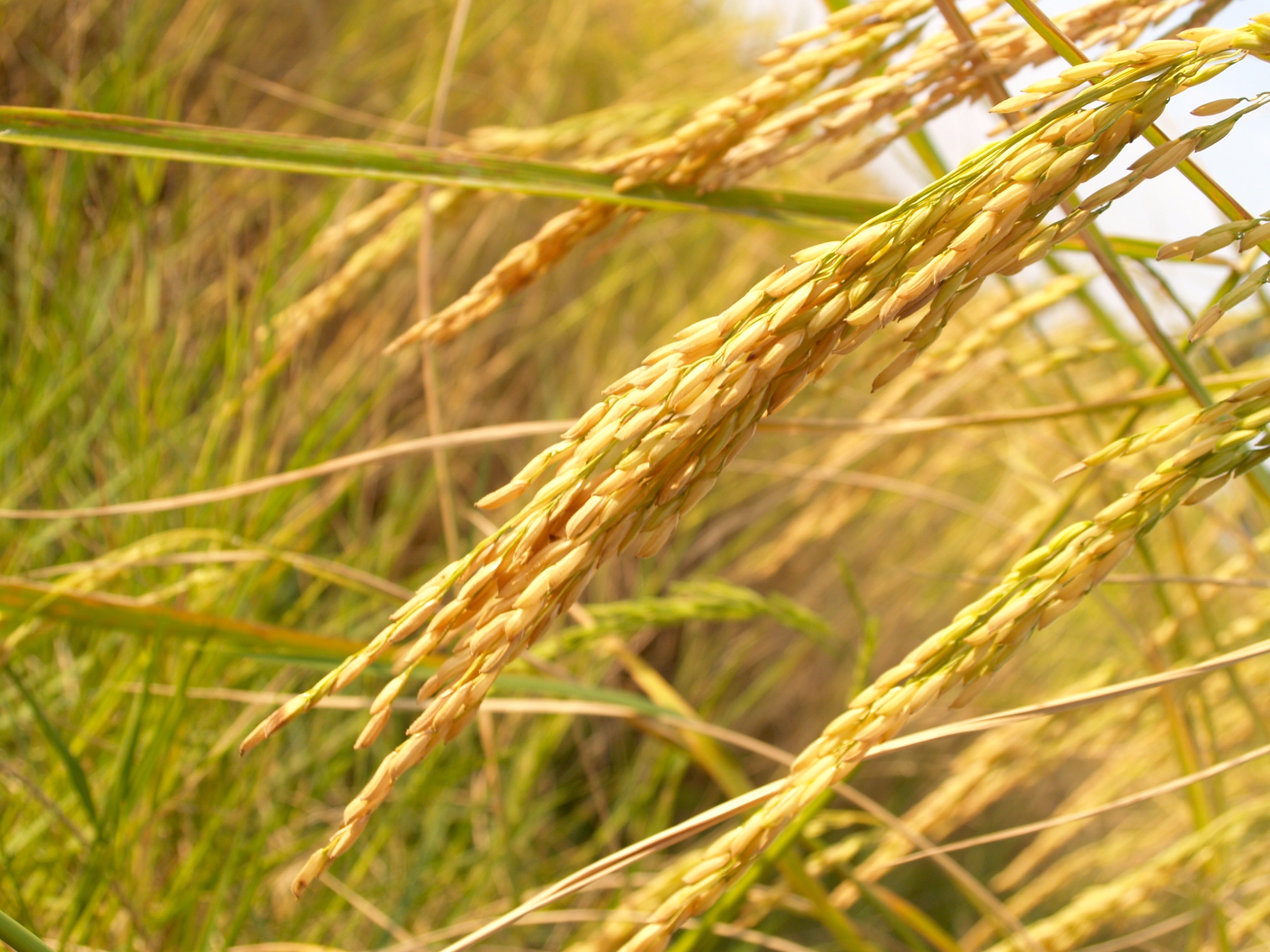Rice grain plant photo