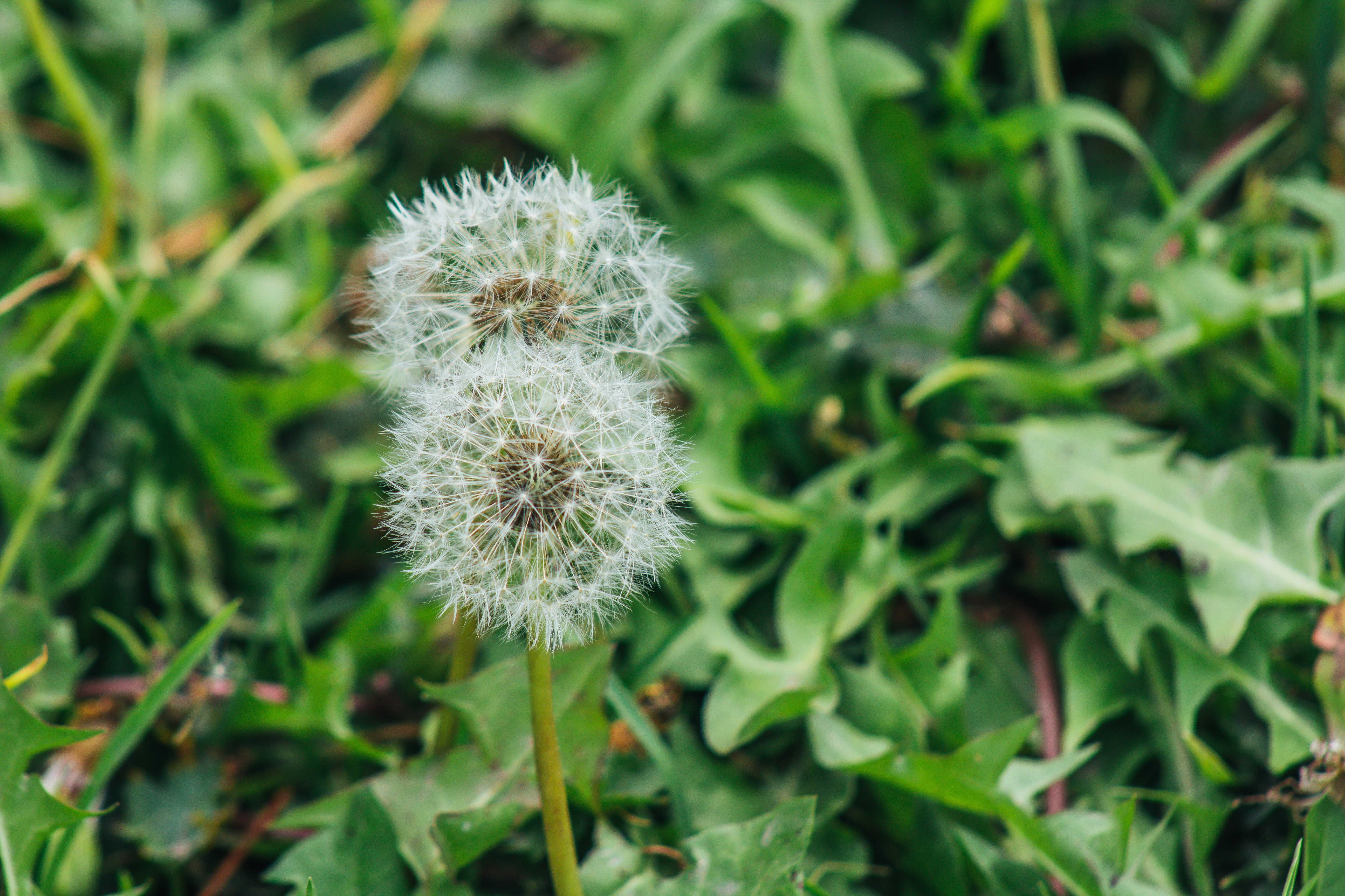 Close Up Photo of White Dandelion, Backgrounds, Flowers, Plants, Outdoors, HQ Photo