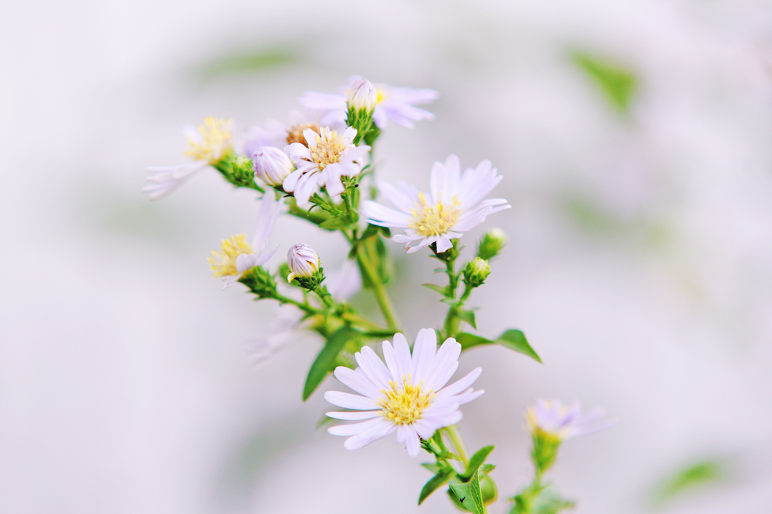 Close Up Photo of White Petaled Flower With Yellow Stigma, Bloom, Blossom, Flora, Flower buds, HQ Photo