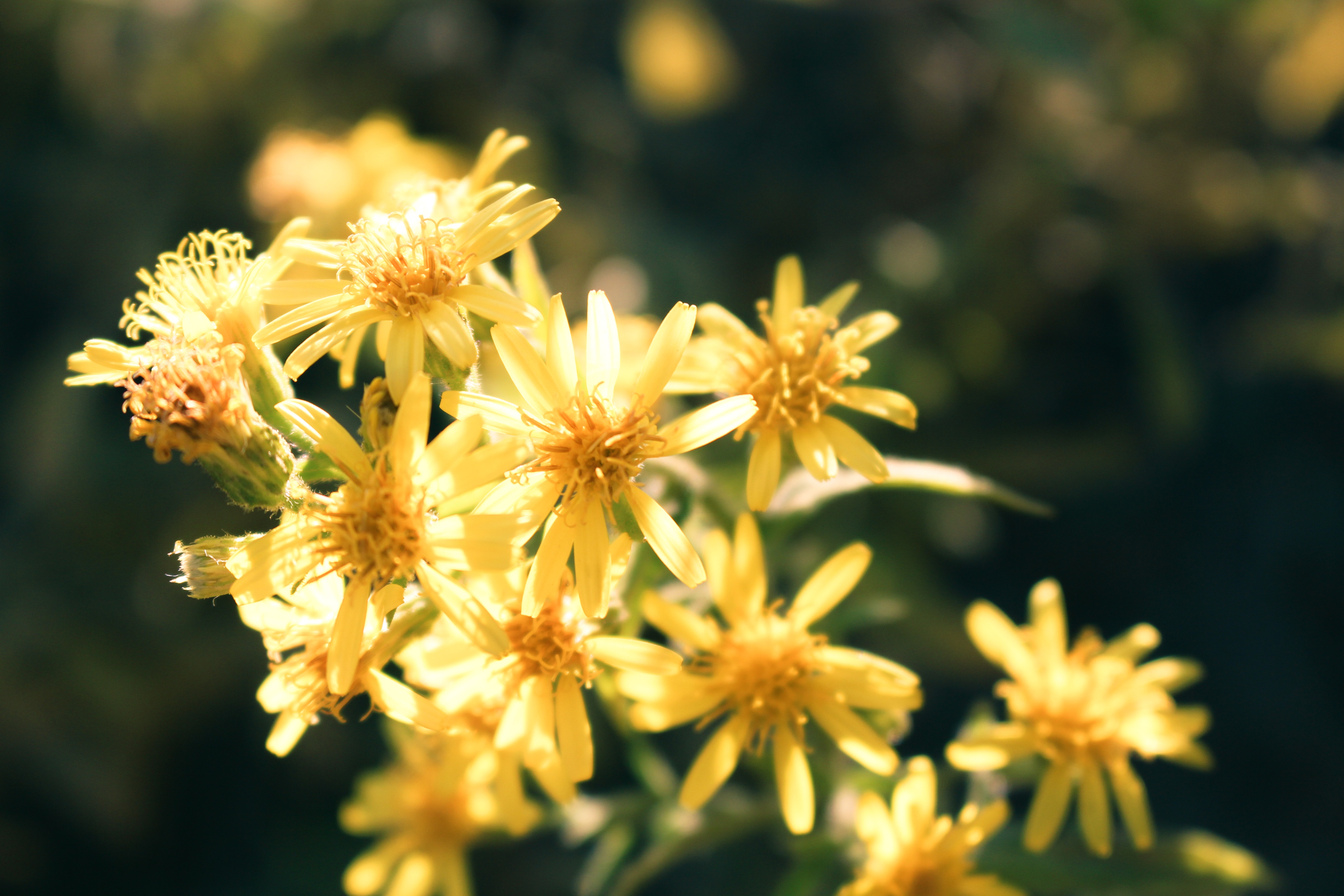 Close-up photo of yellow petaled flowers